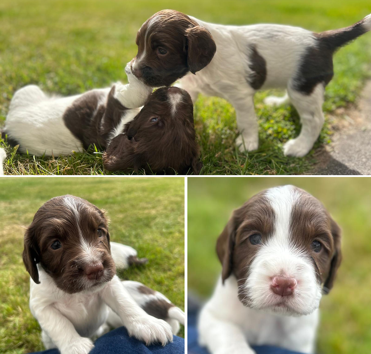 springer spaniels for sale