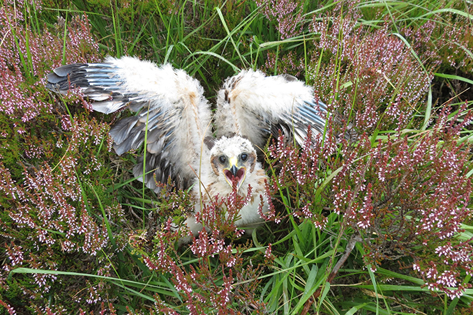 Lockdown Hen Harrier Success In Angus Glens