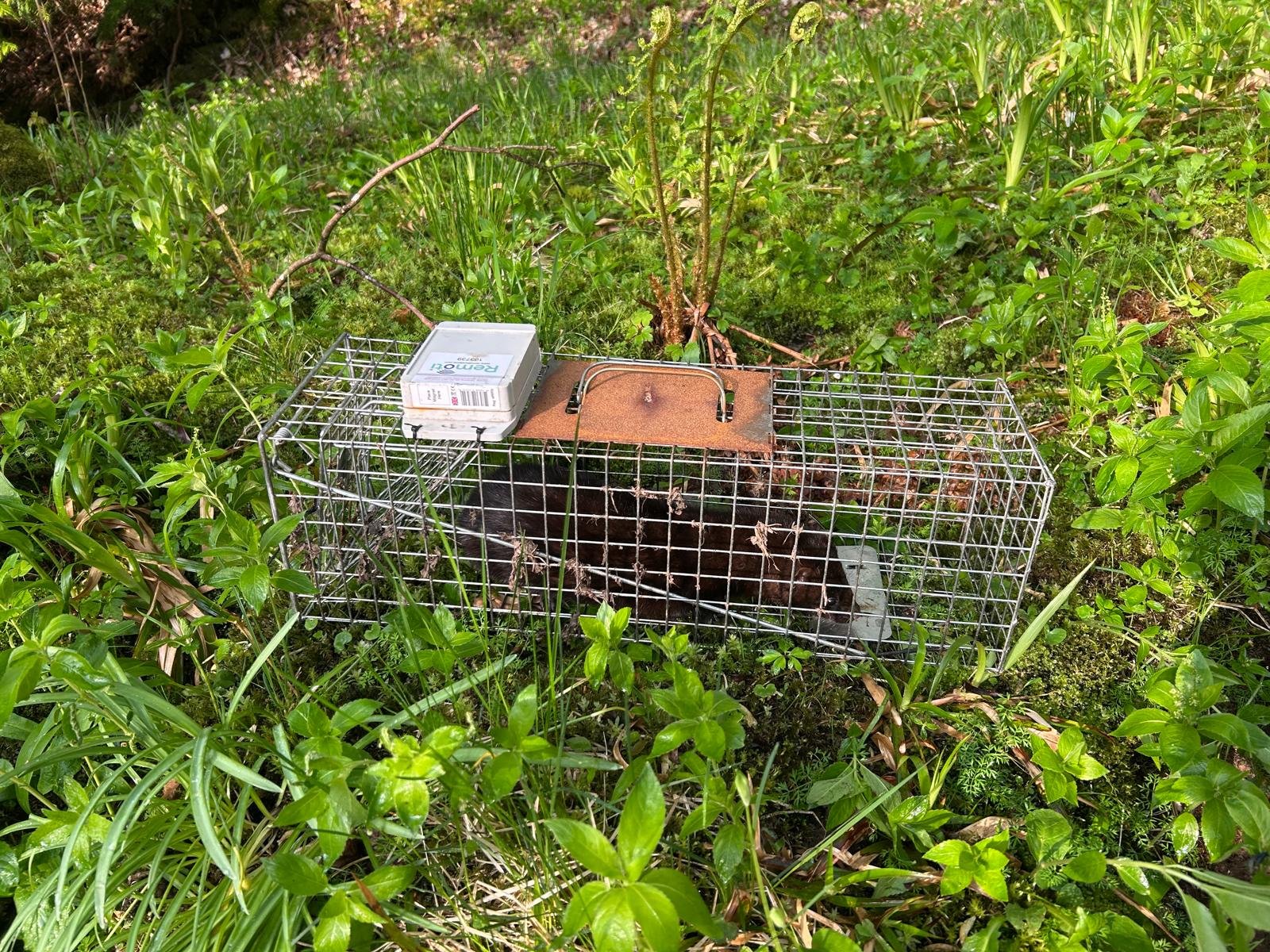 Scottish Gamekeepers are helping manage non-native species such as American Mink