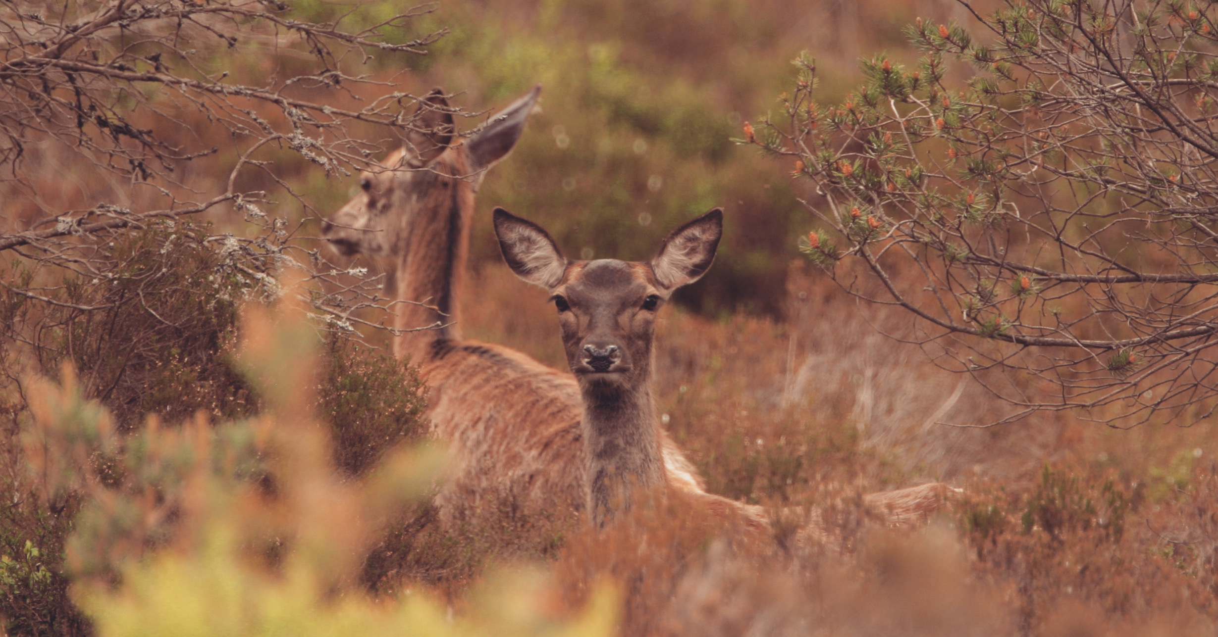 Scottish gamekeepers have told DEFRA's gamebird release consultation that pheasant gamekeepers carry out vital deer management
