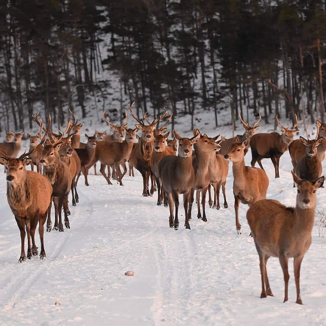 Some memorable deer stalking LOTS are available through the 2026 Scottish Gamekeepers Association Silent Auction