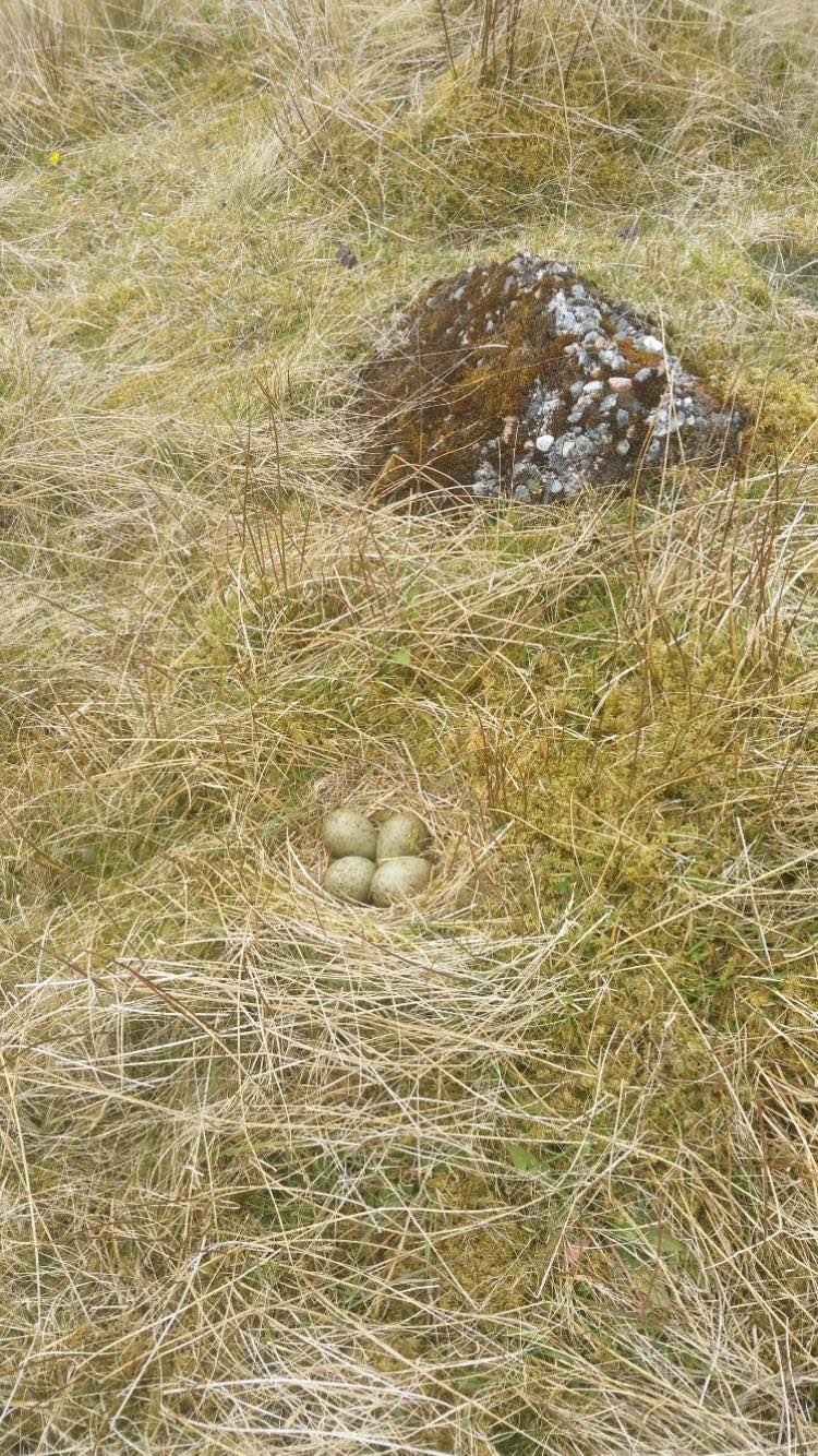 A Curlew nest in Strathbraan, with 4 eggs. Curlew benefit from skilled predator control and habitat management by Scottish gamekeepers.
