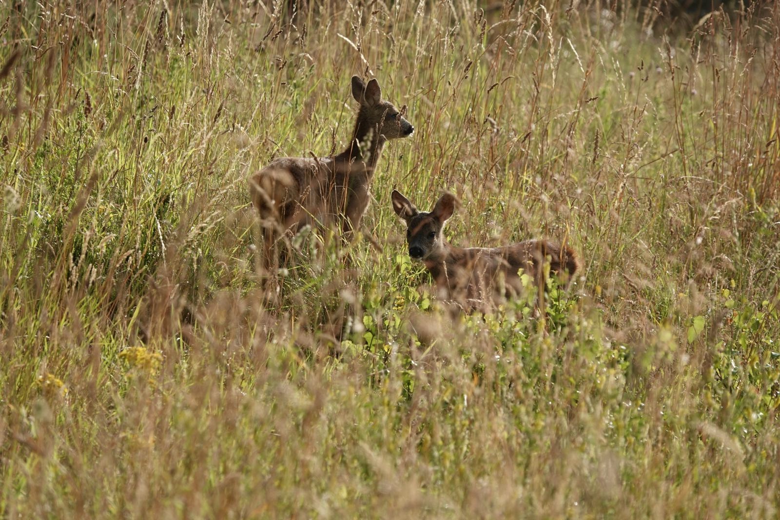 Scottish Gamekeepers say deer are being displaced by increased access