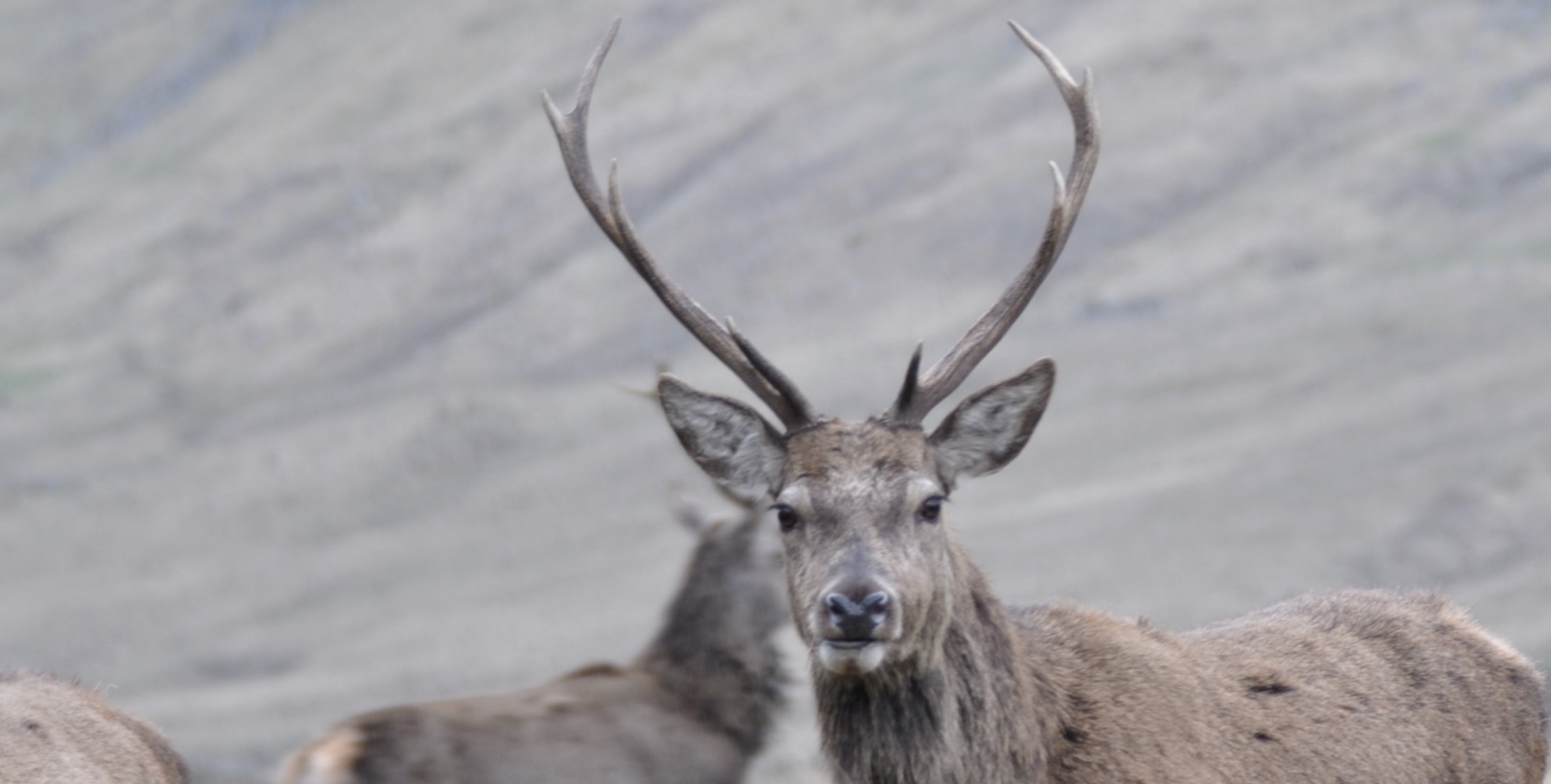 Deer managers are under more pressure than ever to increase culls say Scottish Gamekeepers