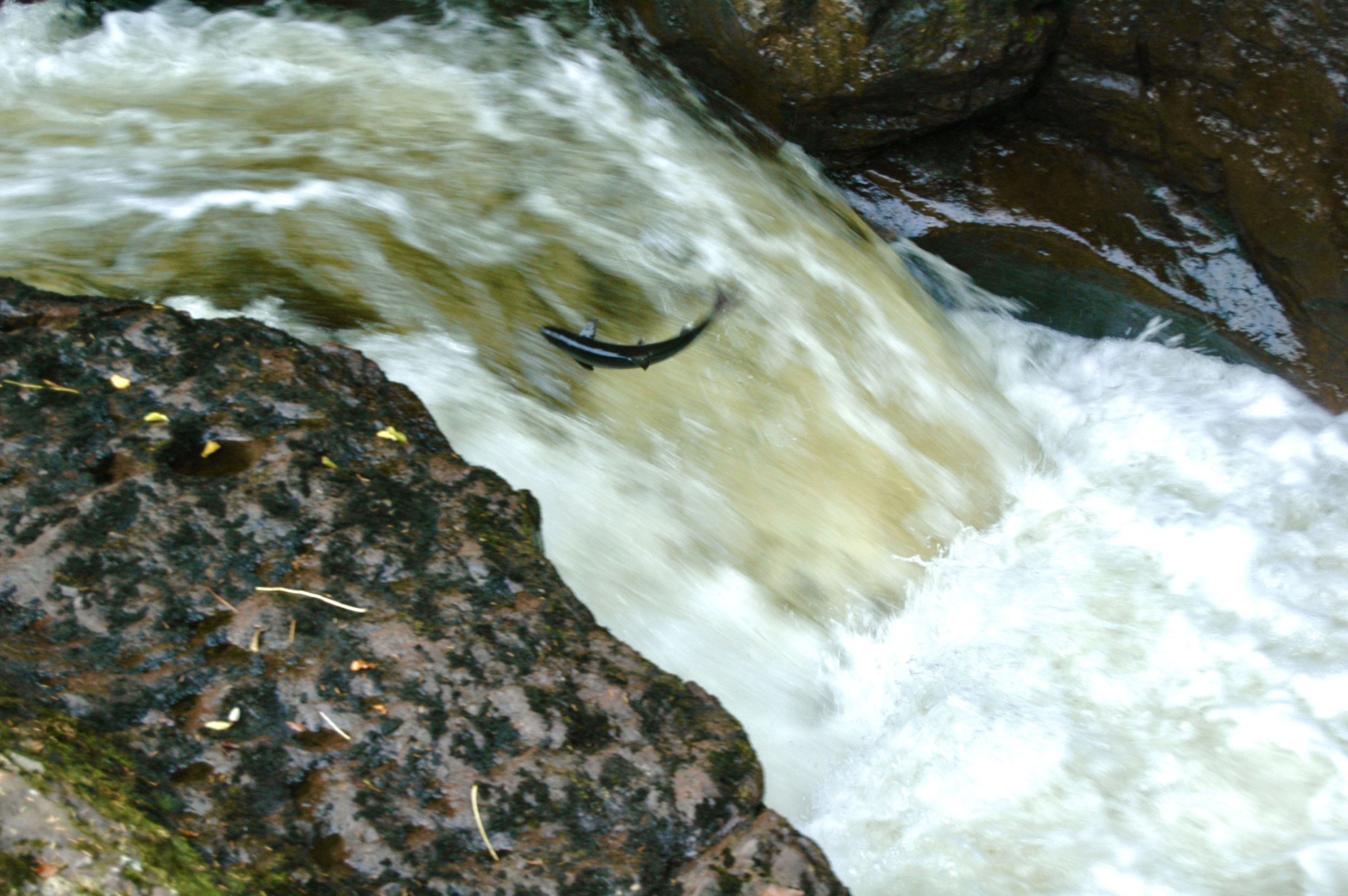 SGA latest news photo