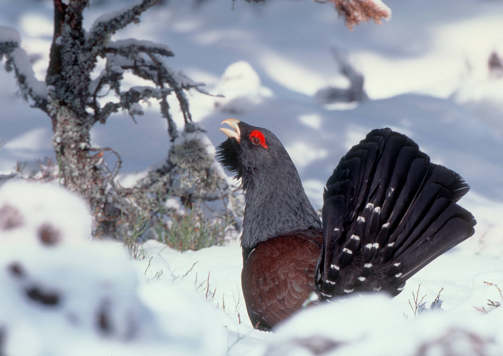 Capercaillie in the Scottish snow.