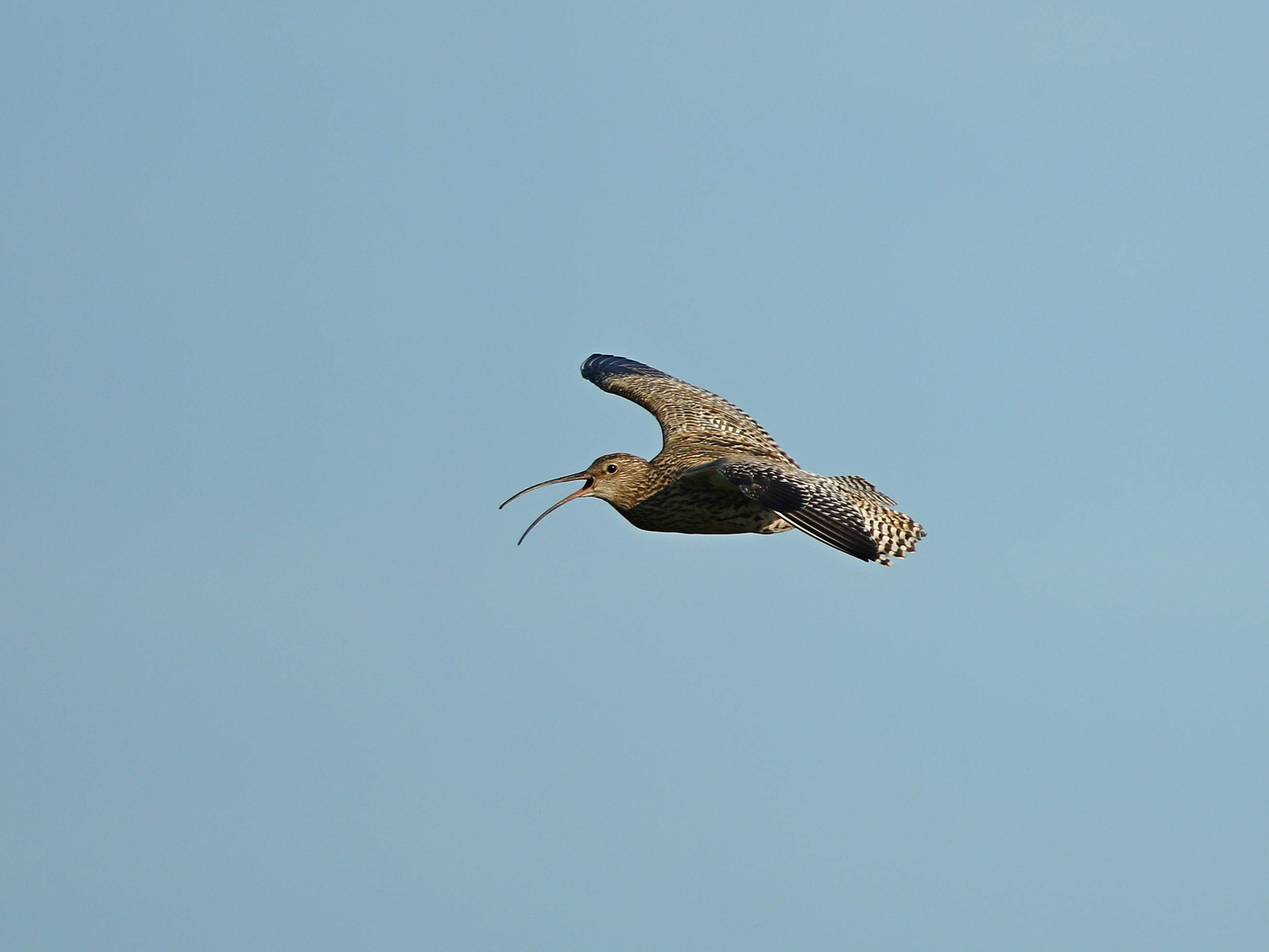 Scottish Gamekeepers have told DEFRA's gamebird release consultation that conservation work by gamekeepers helps red-listed species