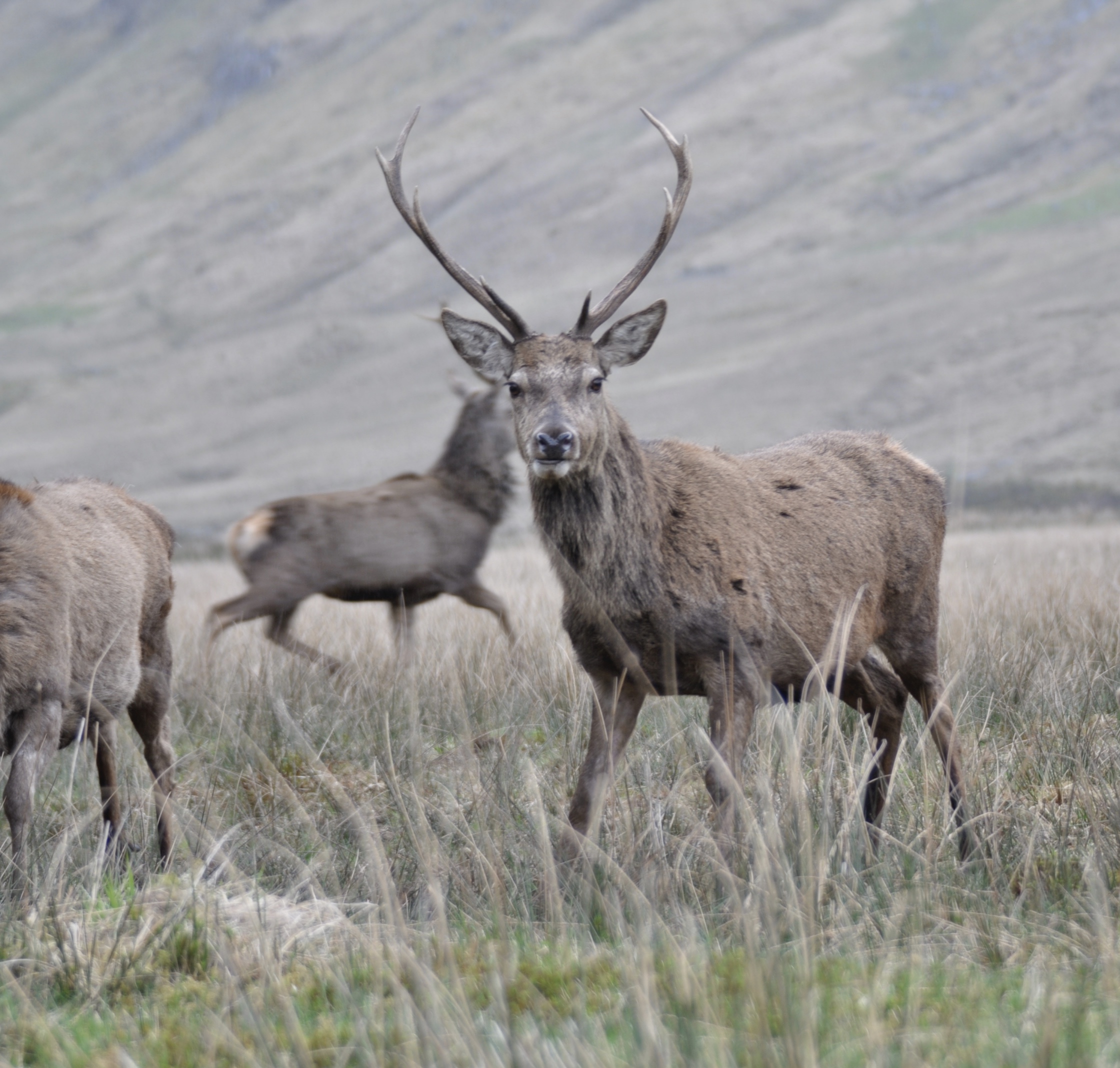 Gamekeepers want new nature restoration powers removed from the Environment Bill
