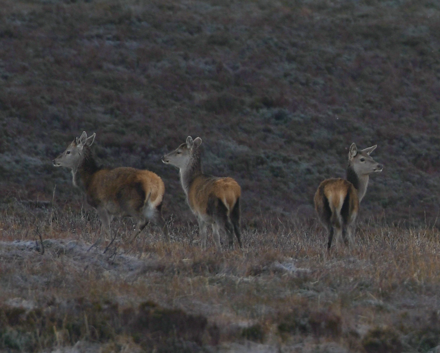 Scottish Gamekeepers are alerting members on what happens next with sporting rates