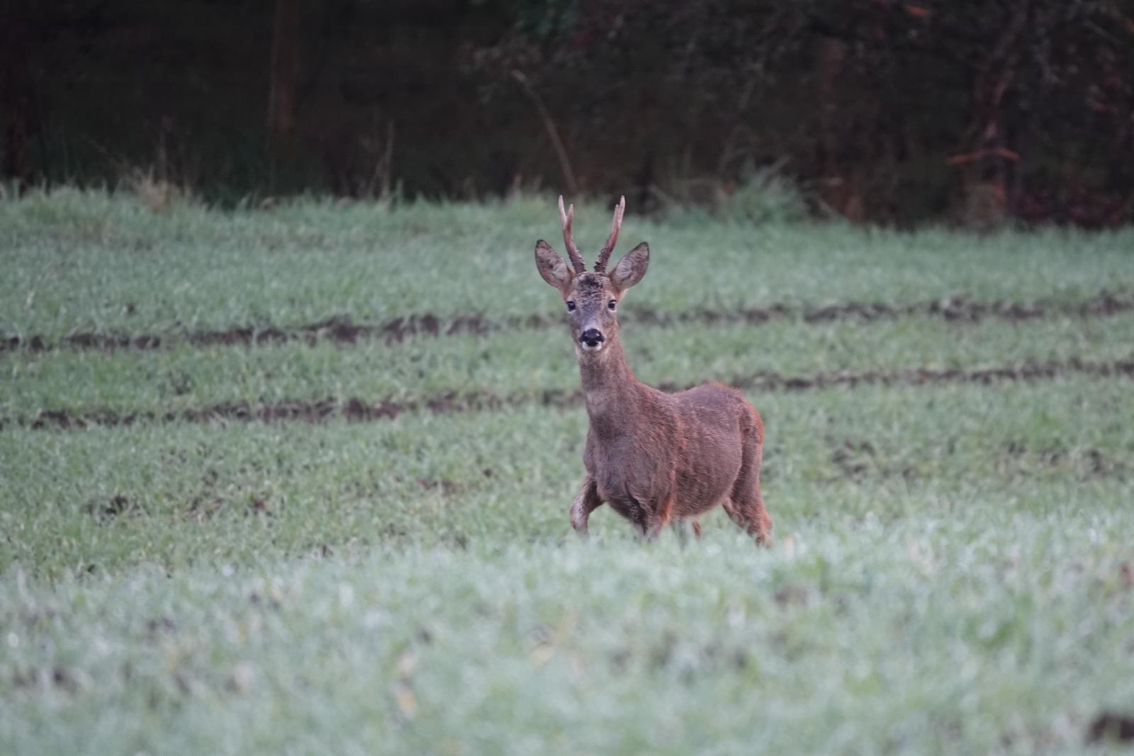 New deer powers for Nature Scot in the Environment Bill will be resisted by gamekeepers