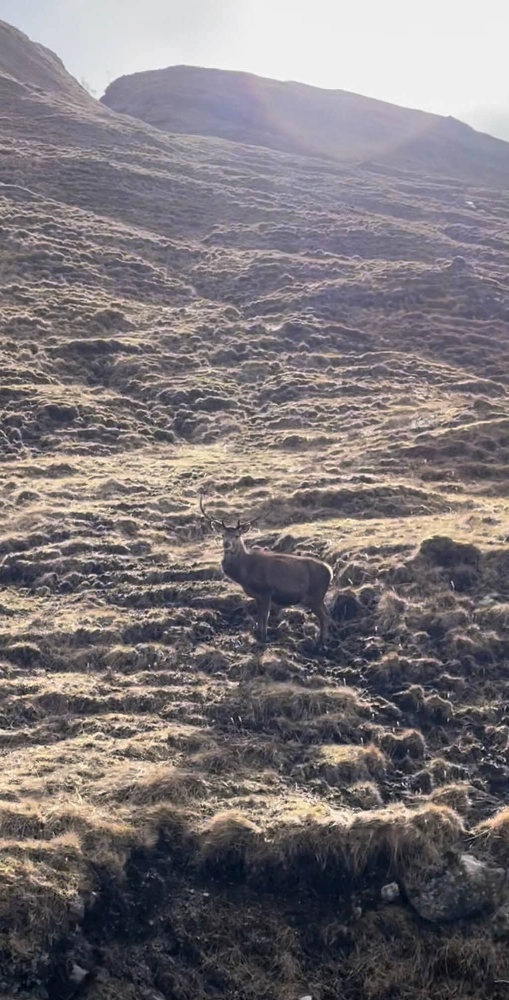 Scottish Gamekeepers Oppose Lead Shot Ban