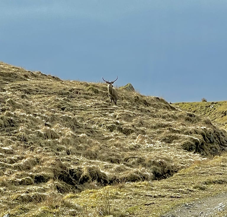 A red deer Stag on a highland hill side.