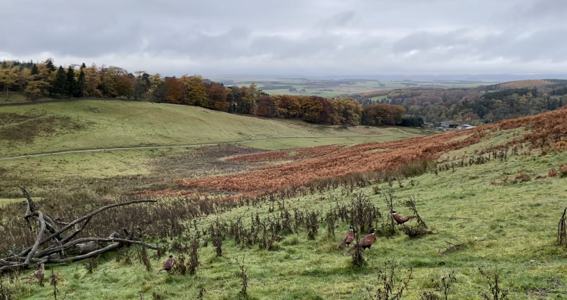 Pheasants enjoying the wide open spaces in the Scottish Borders.
