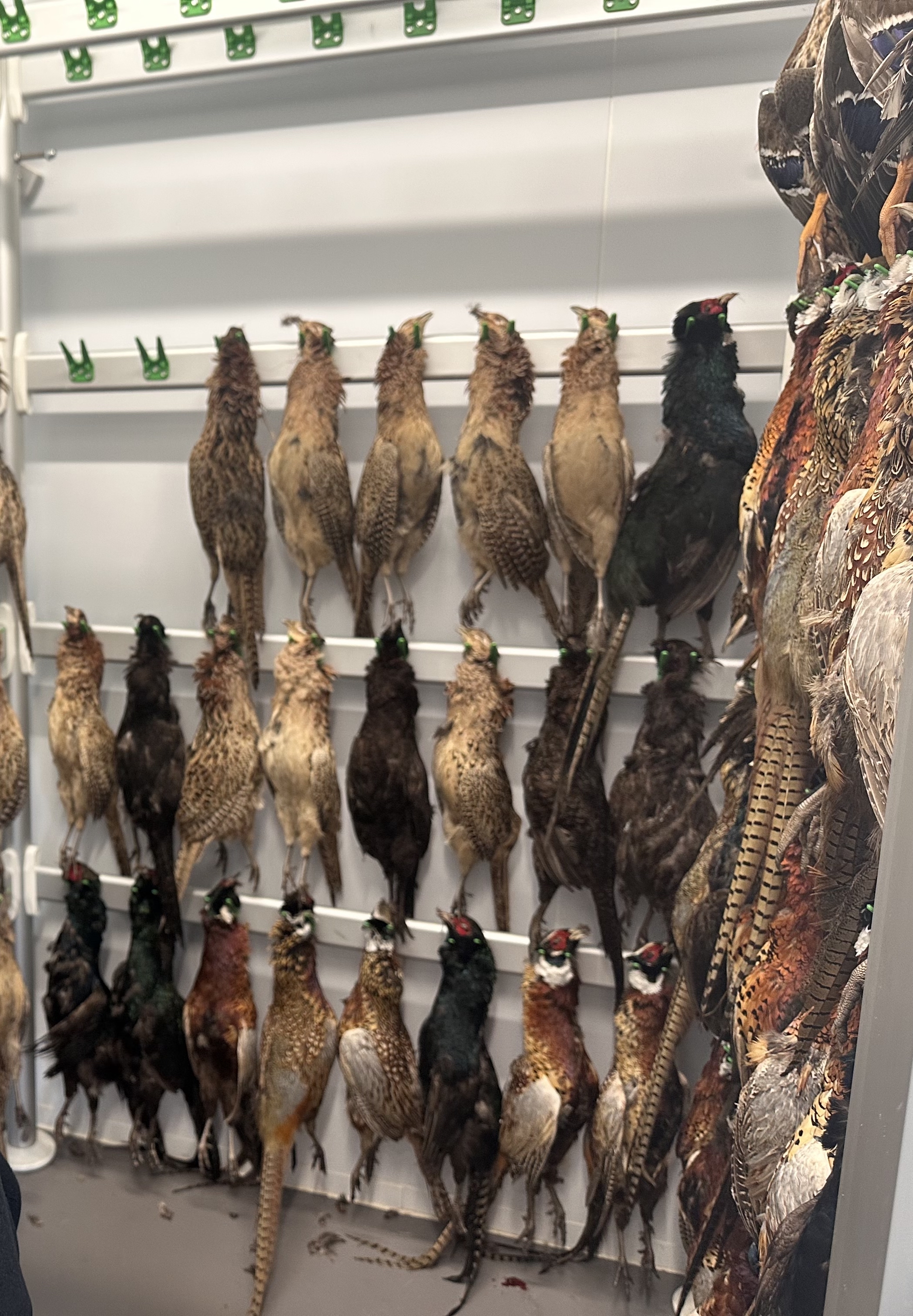 Scottish gamekeepers campaigned against the licensing of gamebird releases
