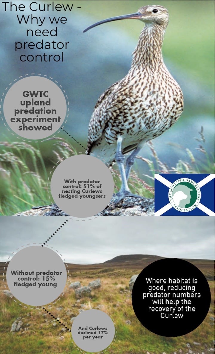 The Upland Predation experiment proved why it is beneficial for species such as Curlew to protect it from predators