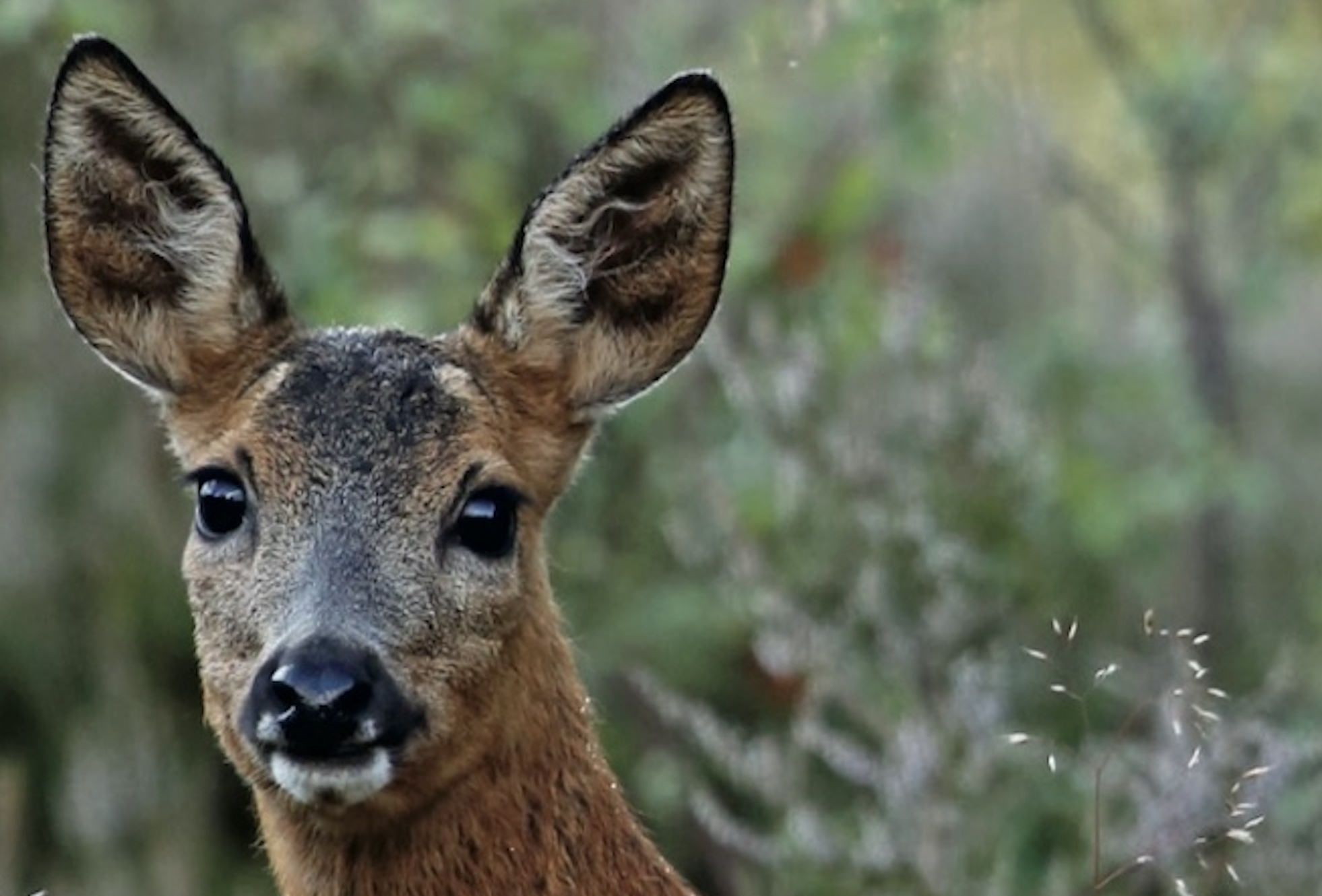 Scottish Gamekeepers Association has welcomed the Government's climbdown on sporting rates