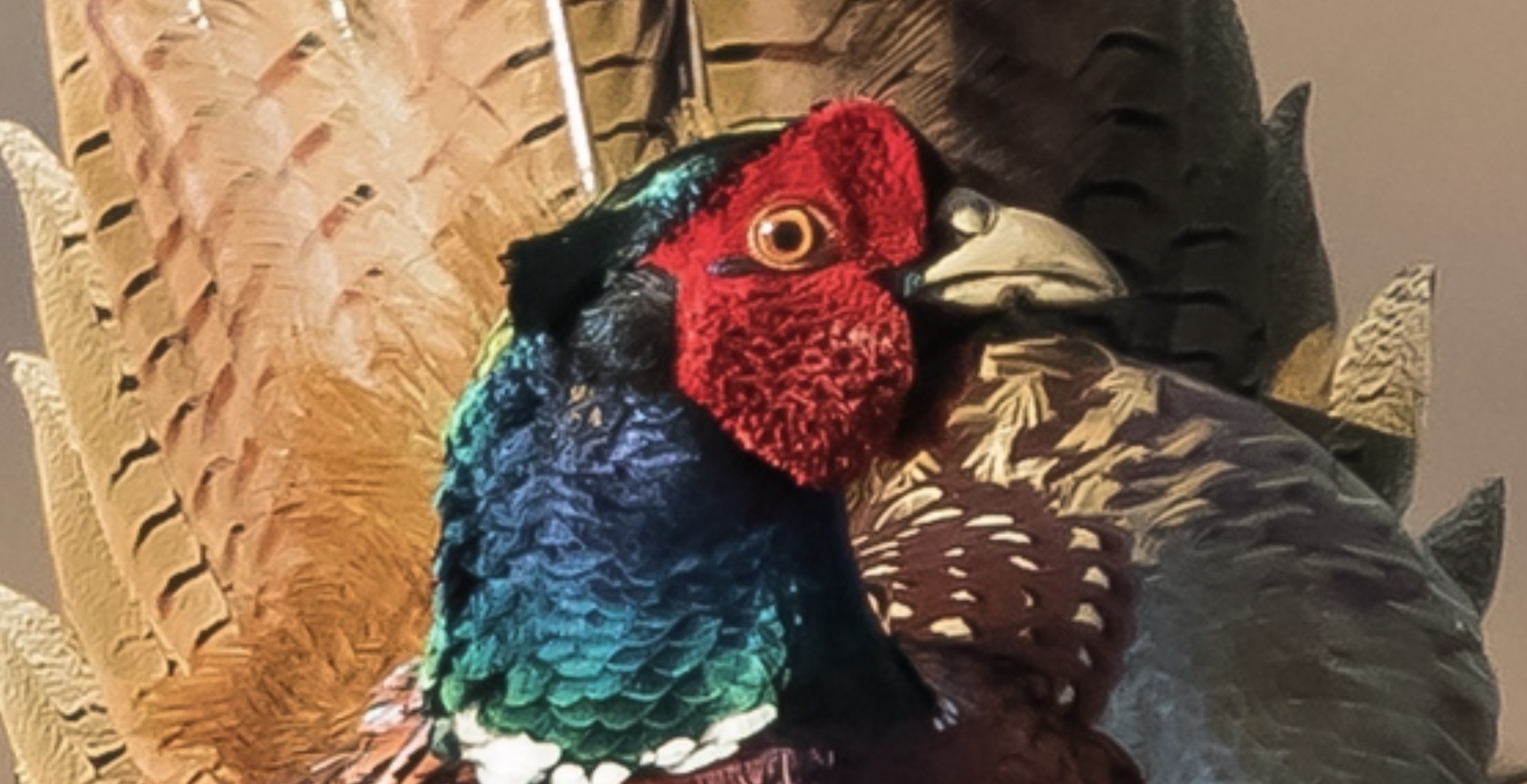 Scotland's gamekeepers do not believe pheasants should be singled out as non-native in the Natural Environment Bill