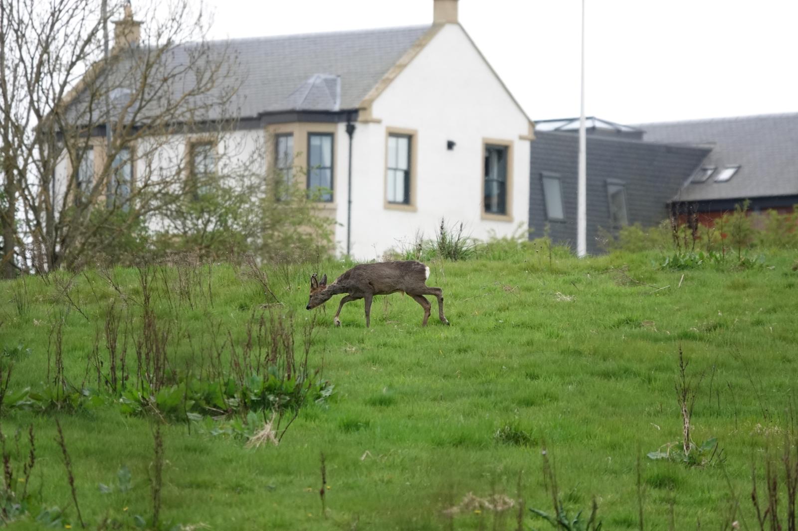 The Central Belt Pilot Scheme is a collaboration to manage roe deer more effectively around towns and cities