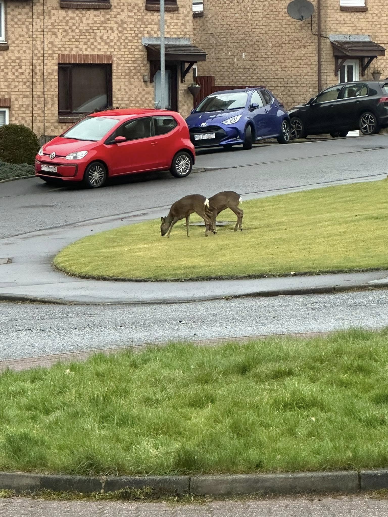 Scotland's gamekeepers say roe deer are becoming more visible around towns and cities