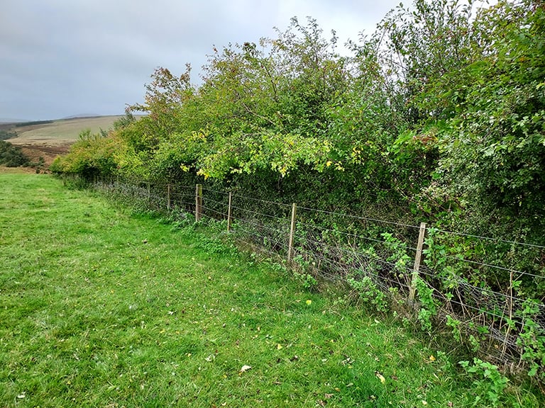 A mixed hedgerow in the Lammermuir Hills, Scotland.