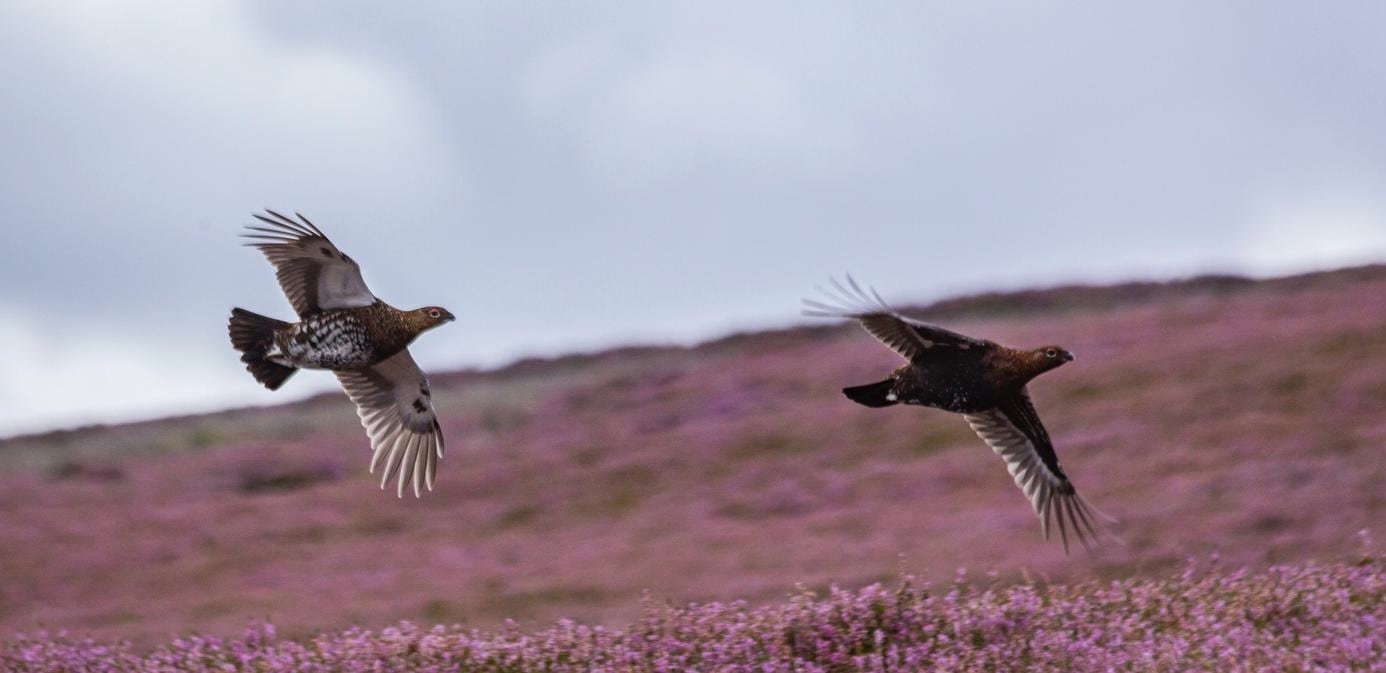 Management for red grouse creates more per hectare employment than all other land uses studied by a Scottish Government- commissioned report.