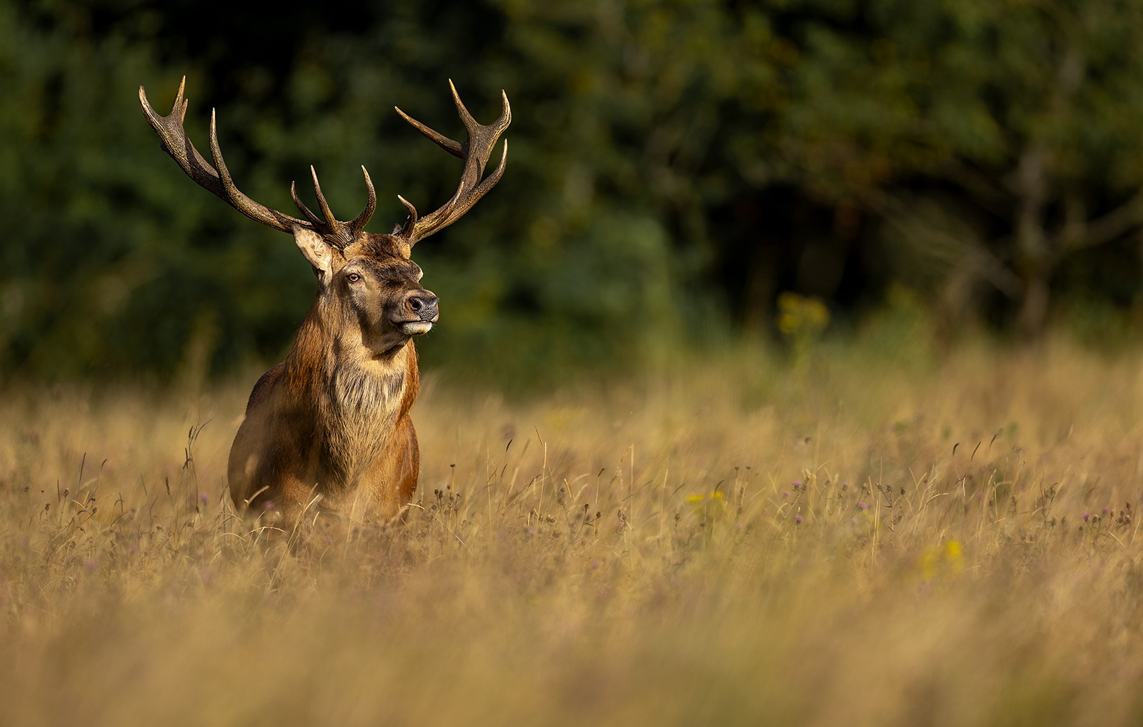 Scottish Gamekeepers say the Natural Environment Bill deer proposals could harm the sector and jobs