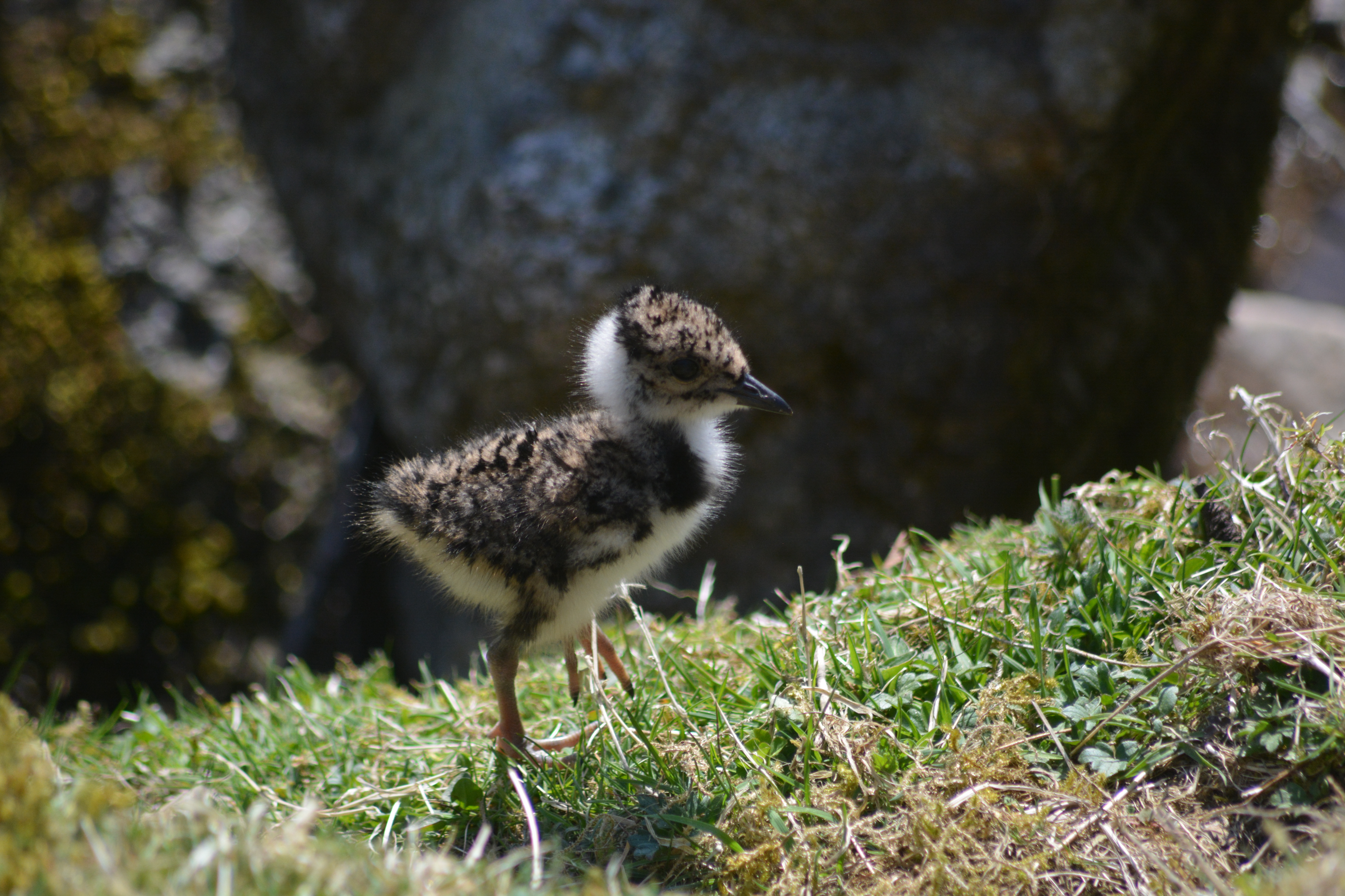 Scotland's gamekeepers have told DEFRA's gamebird release consultation that compliance is best achieved by trust, not regulation