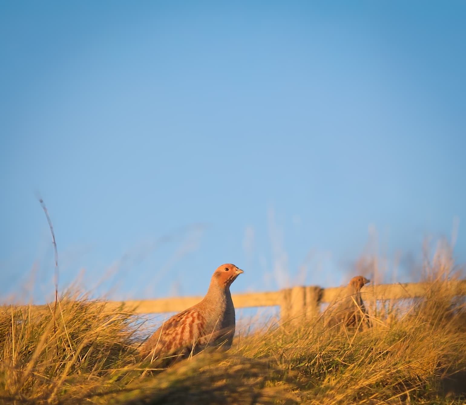 Josh Burton, of the Scottish Gamekeepers Association, has self-funded his conservation work