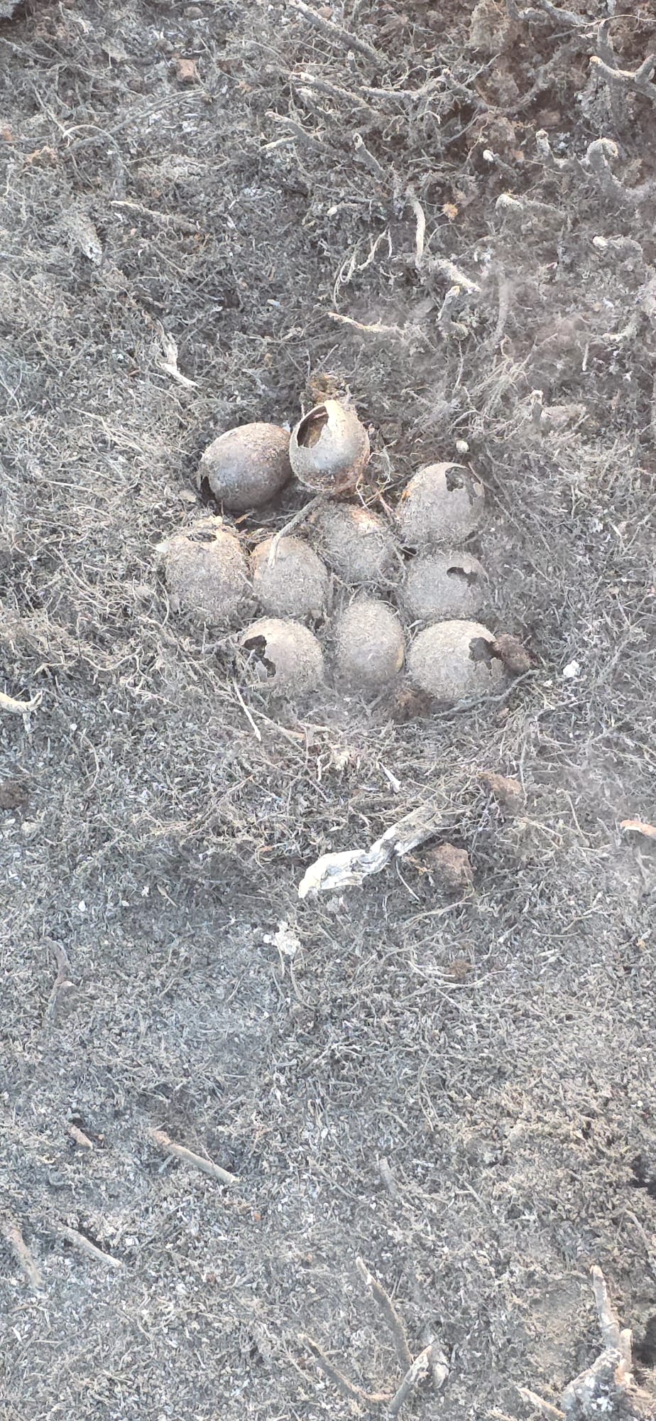 A nest of eggs lost in the Pentland Hills Regional Park wildfire