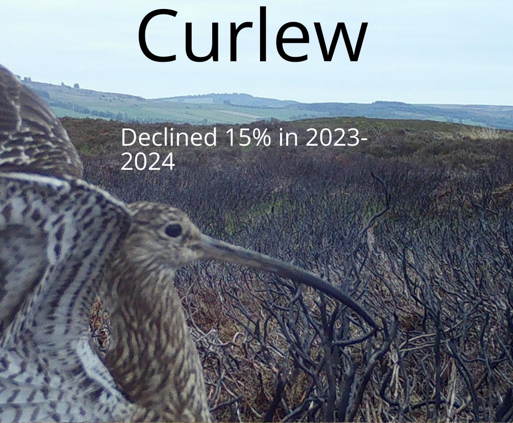 SGA latest news photo