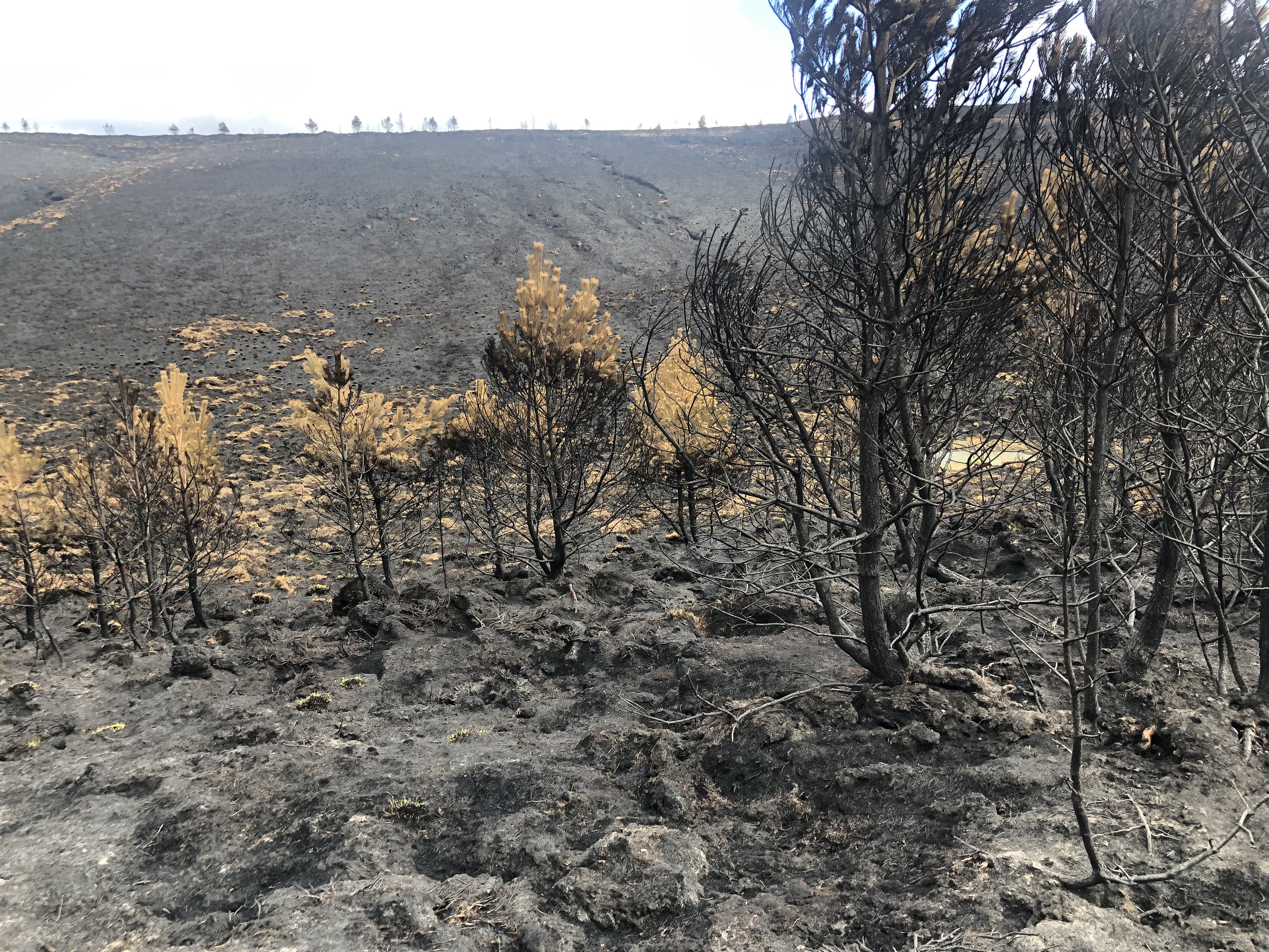 Scottish gamekeepers have welcomed the delay to muirburn restrictions