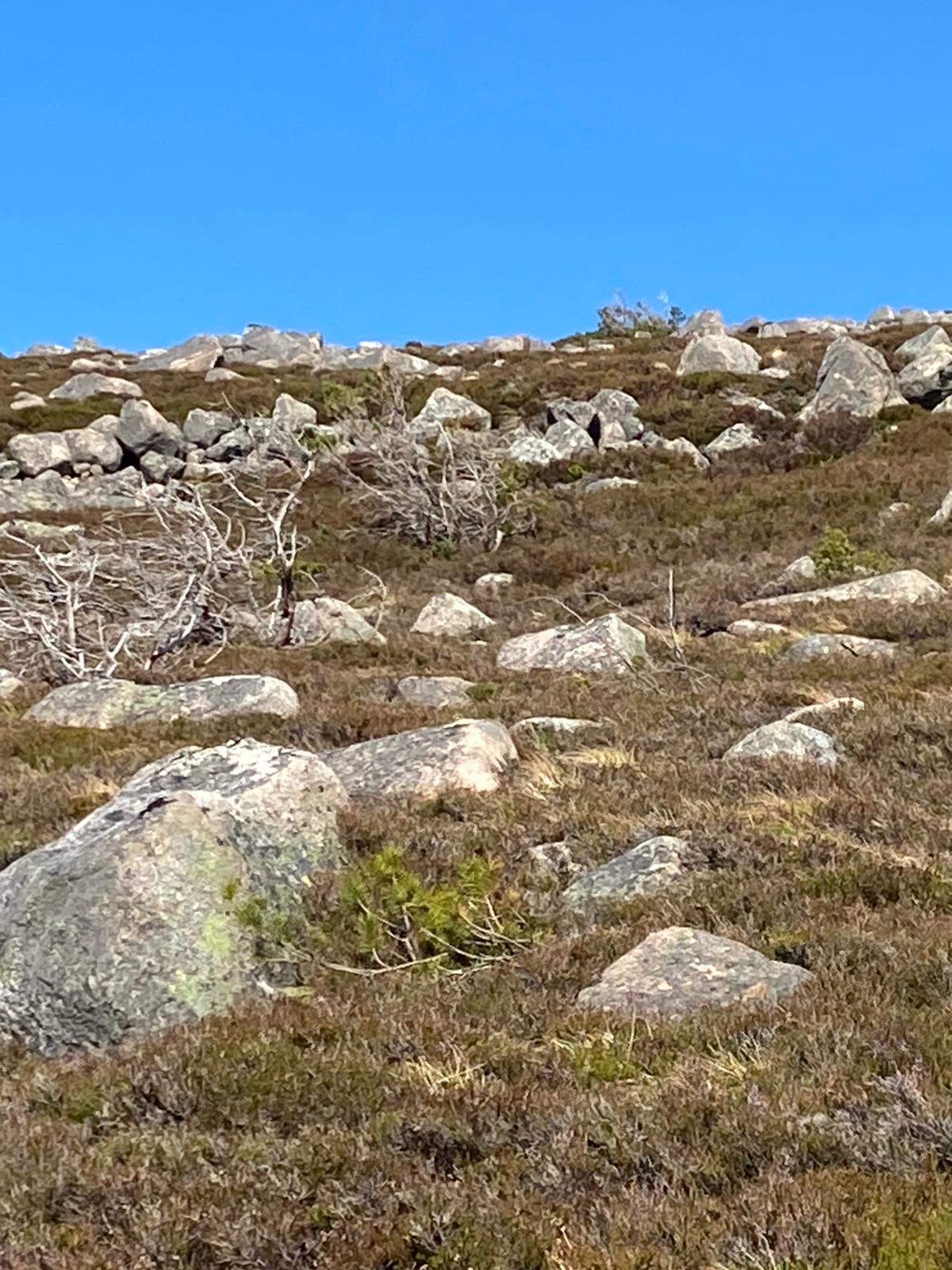 A gamekeeper wonders where the wildlife is as he walks on un-managed ground in the Cairngorms.
