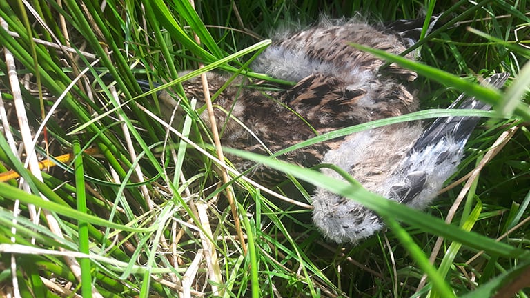 Curlew chick on managed grouse moor in Speyside