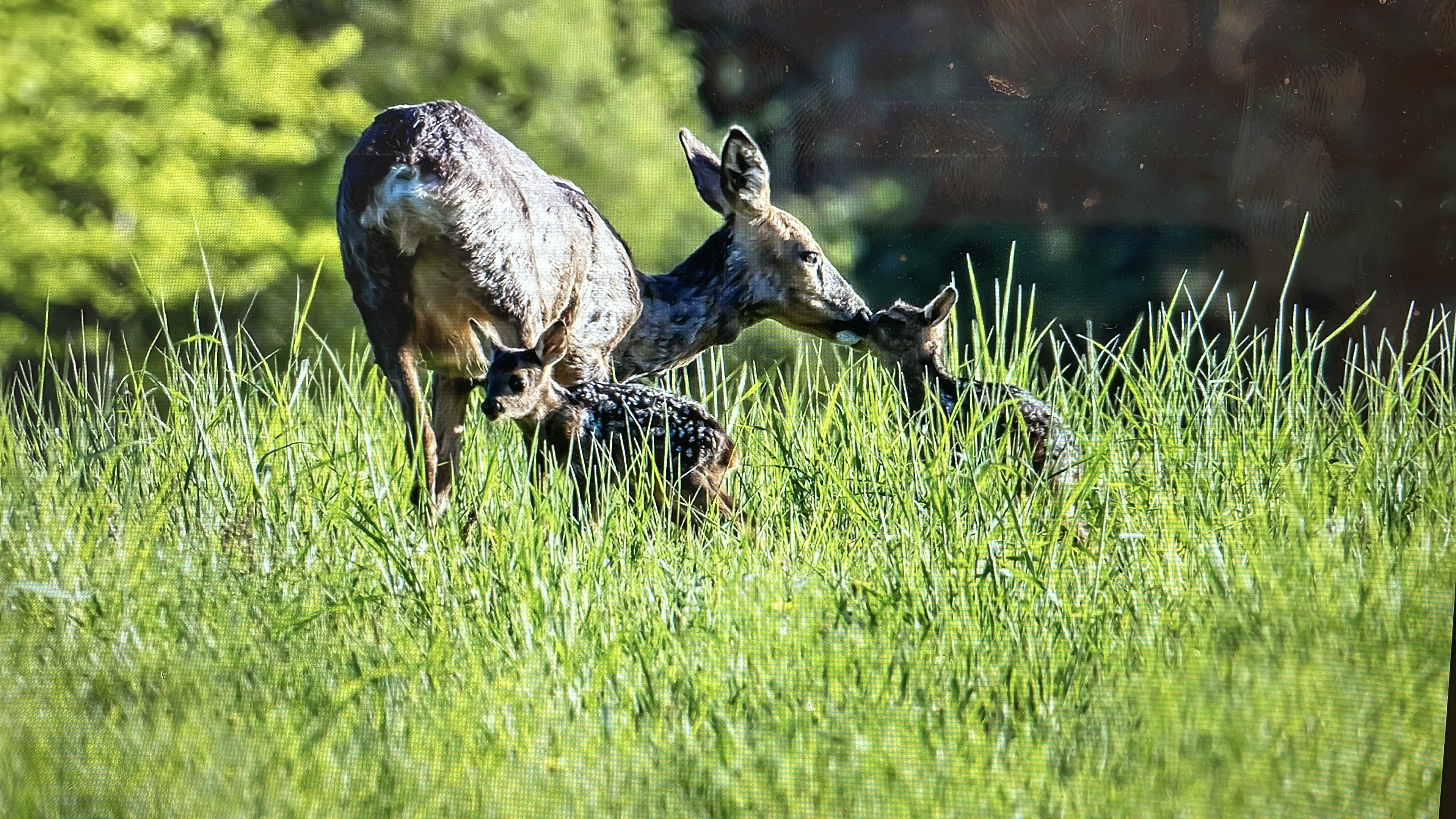 Jim Fairlie decided to drop the female deer season change