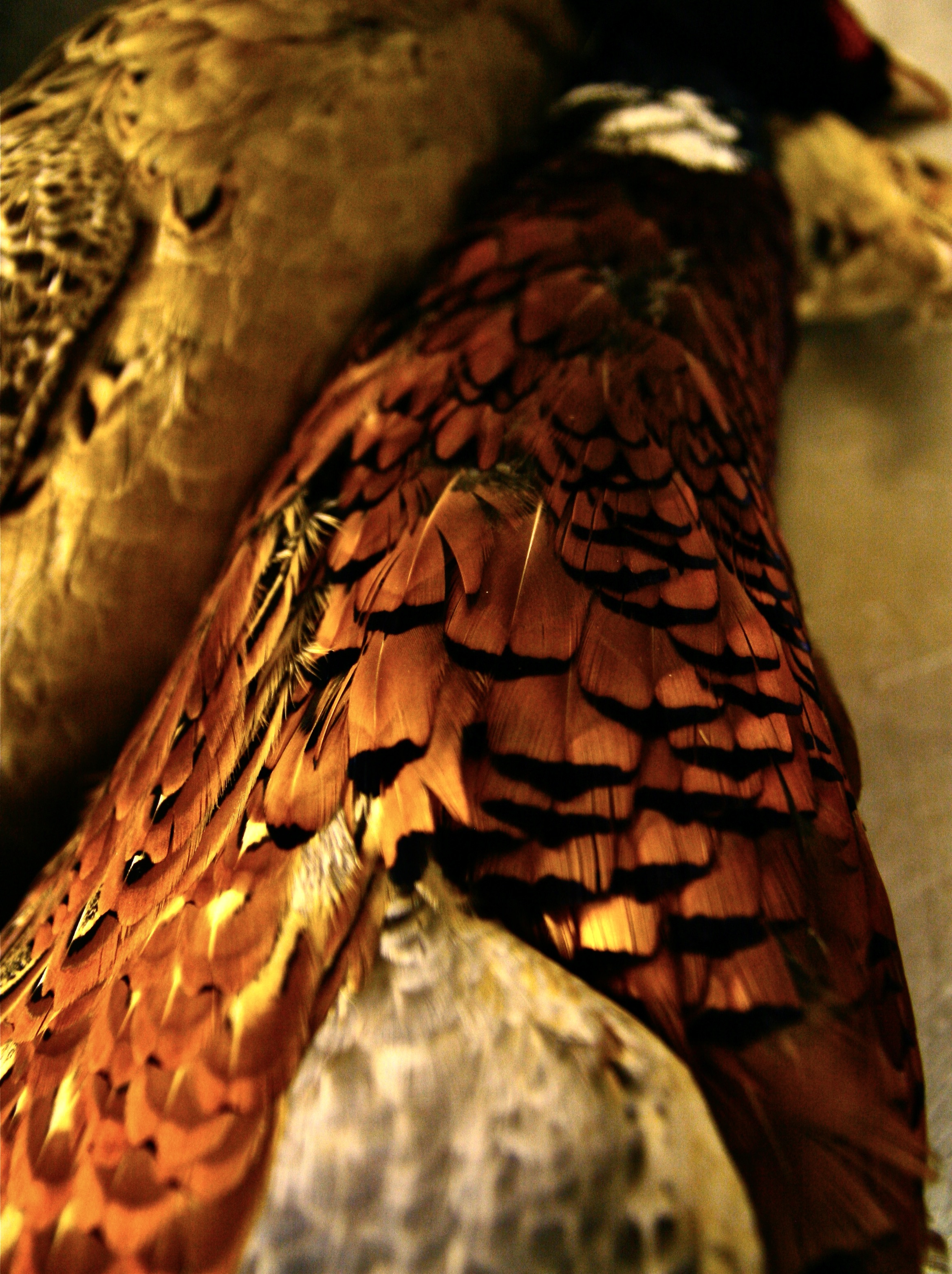 Scottish gamekeepers are unhappy their members have lost rates reliefs in the 2026 Scottish Budget