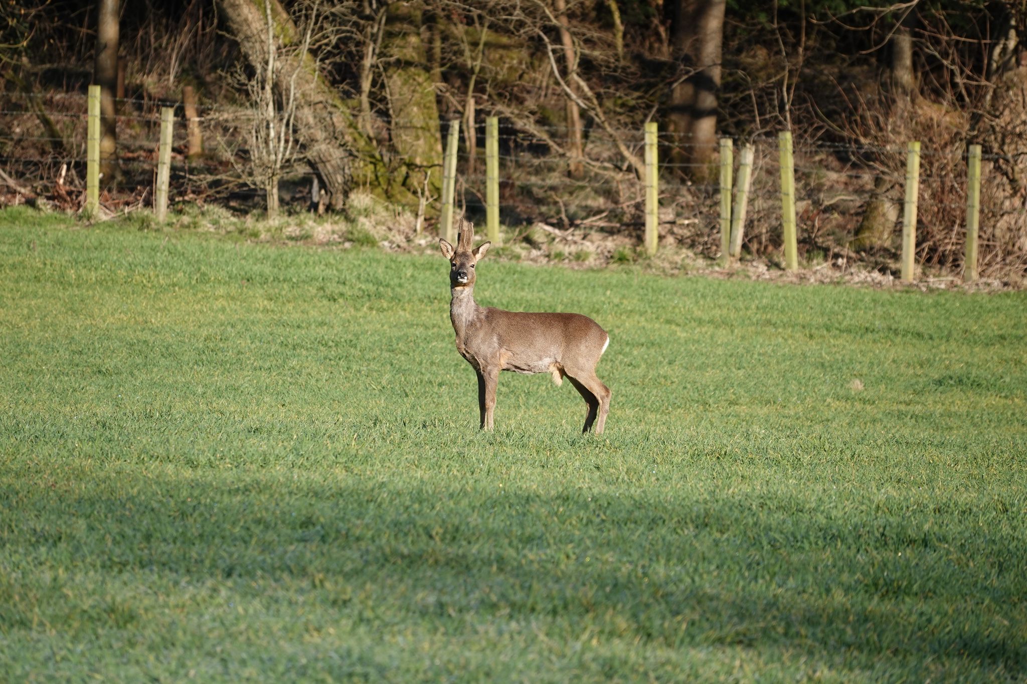 Scottish gamekeepers don't believe Lynx reintroduction is compatible with current conservation challenges