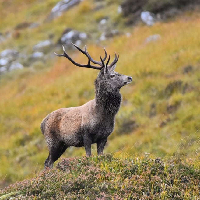 SGA latest news photo