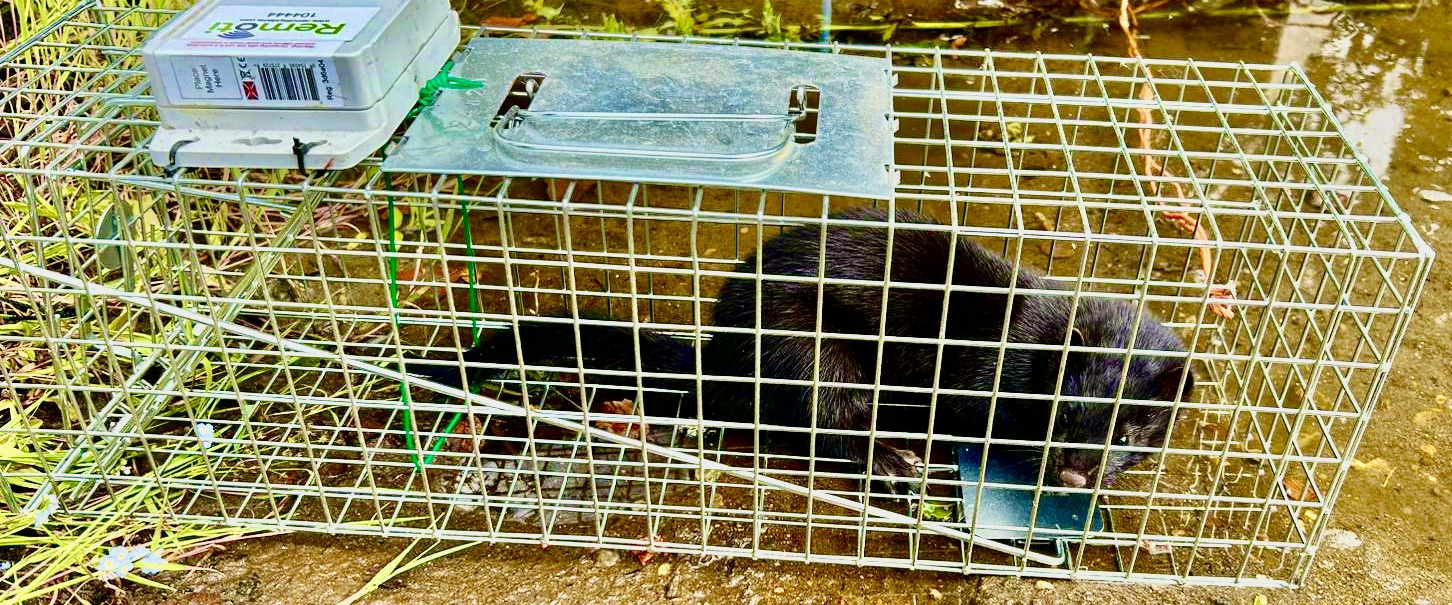 Scotland's gamekeepers have played a key role in managing non-native American Mink