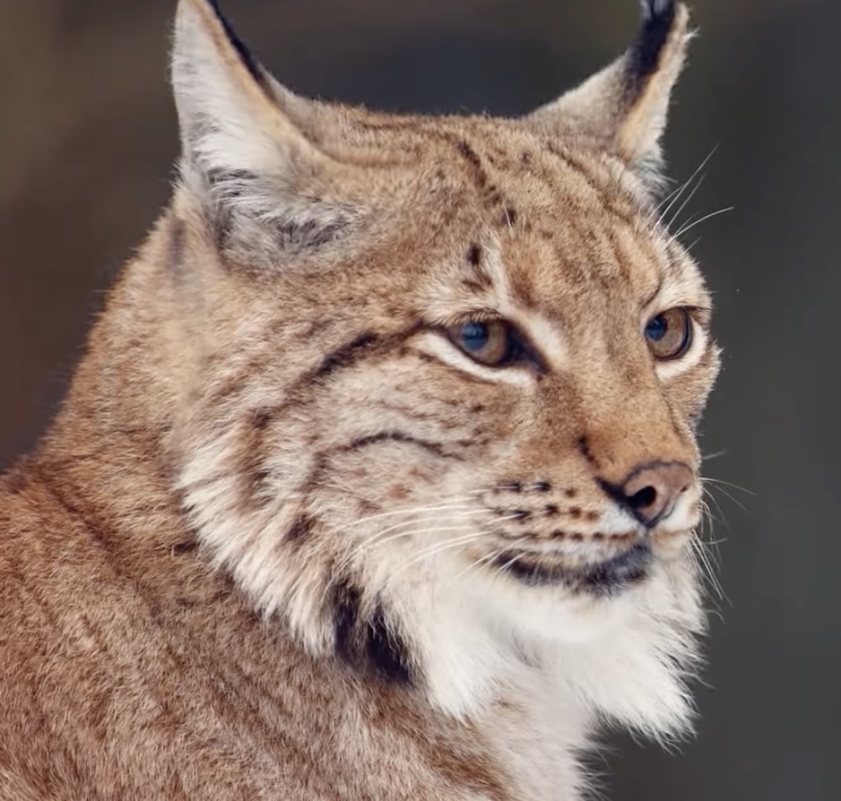 Gamekeepers and sheep farmers say Lynx consultation forms were 'skewed'