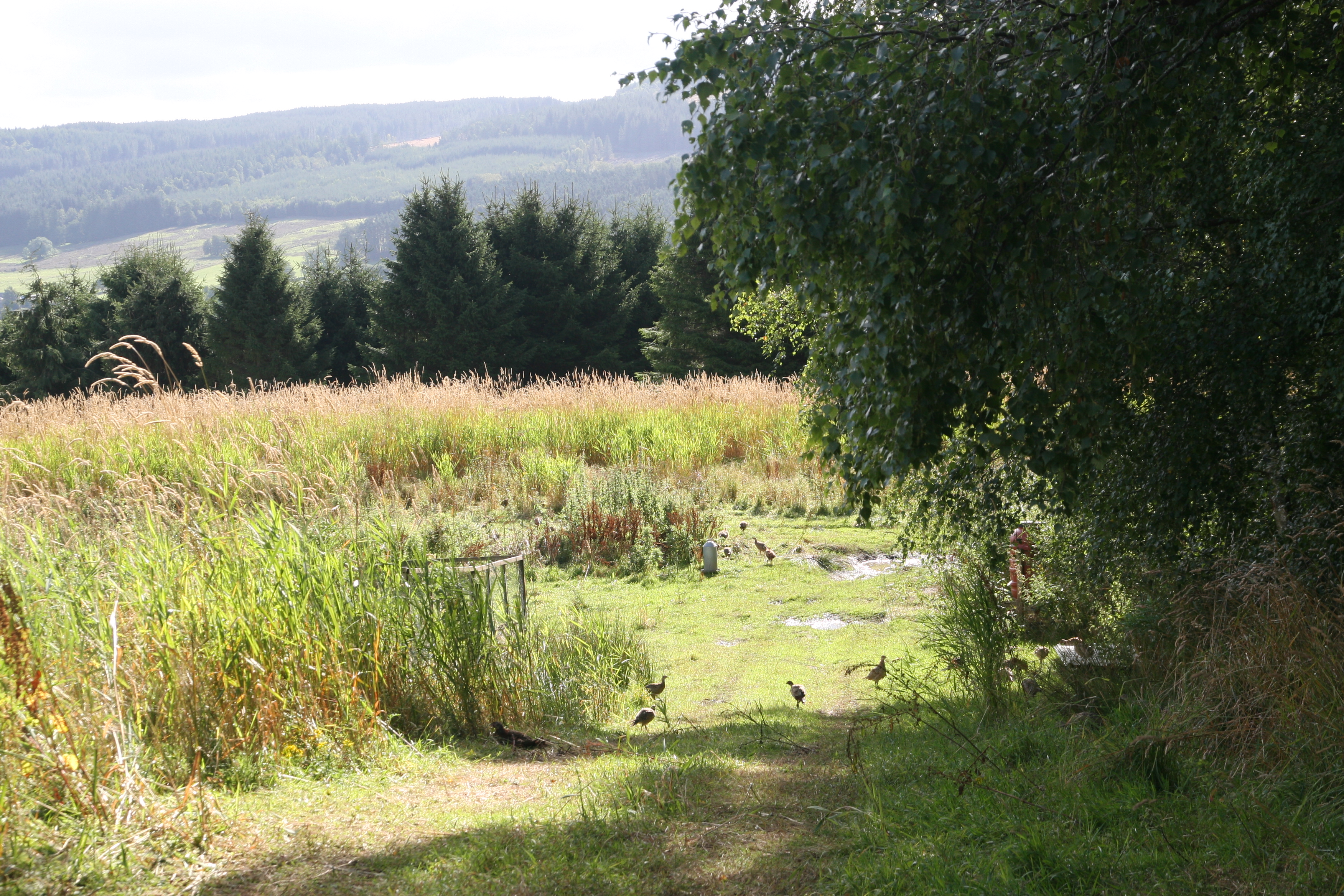 Scotland's gamekeepers respond to DEFRA's Gamebird release consultation