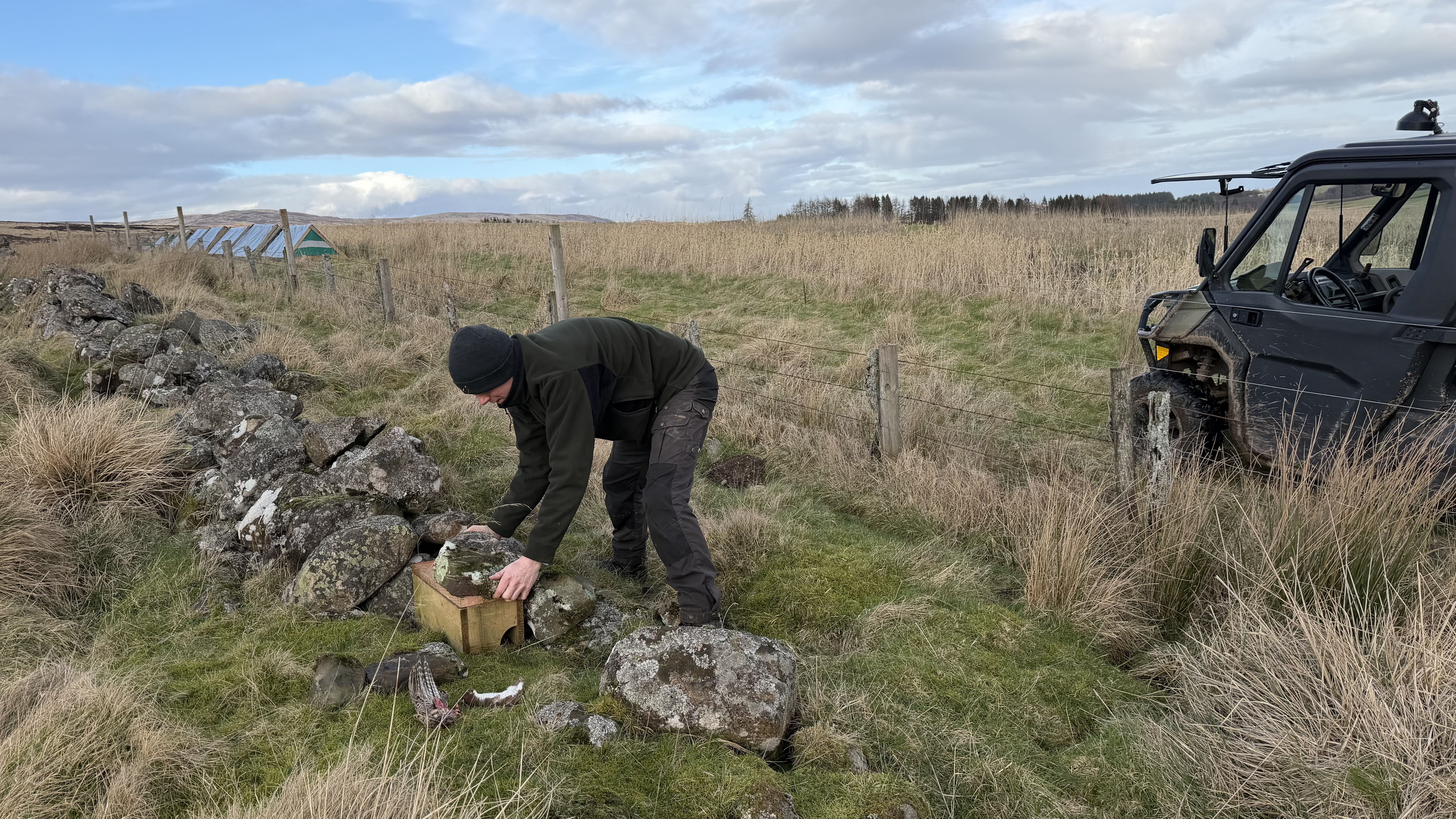 Scottish Gamekeepers Association member Josh Burton legally traps predators to help young Grey Partridge survive