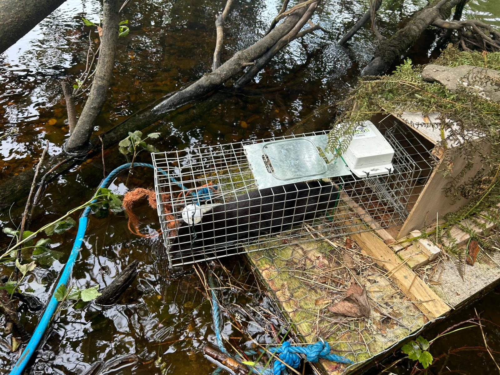Scottish Gamekeepers Association members are playing a role in controlling American Mink populations