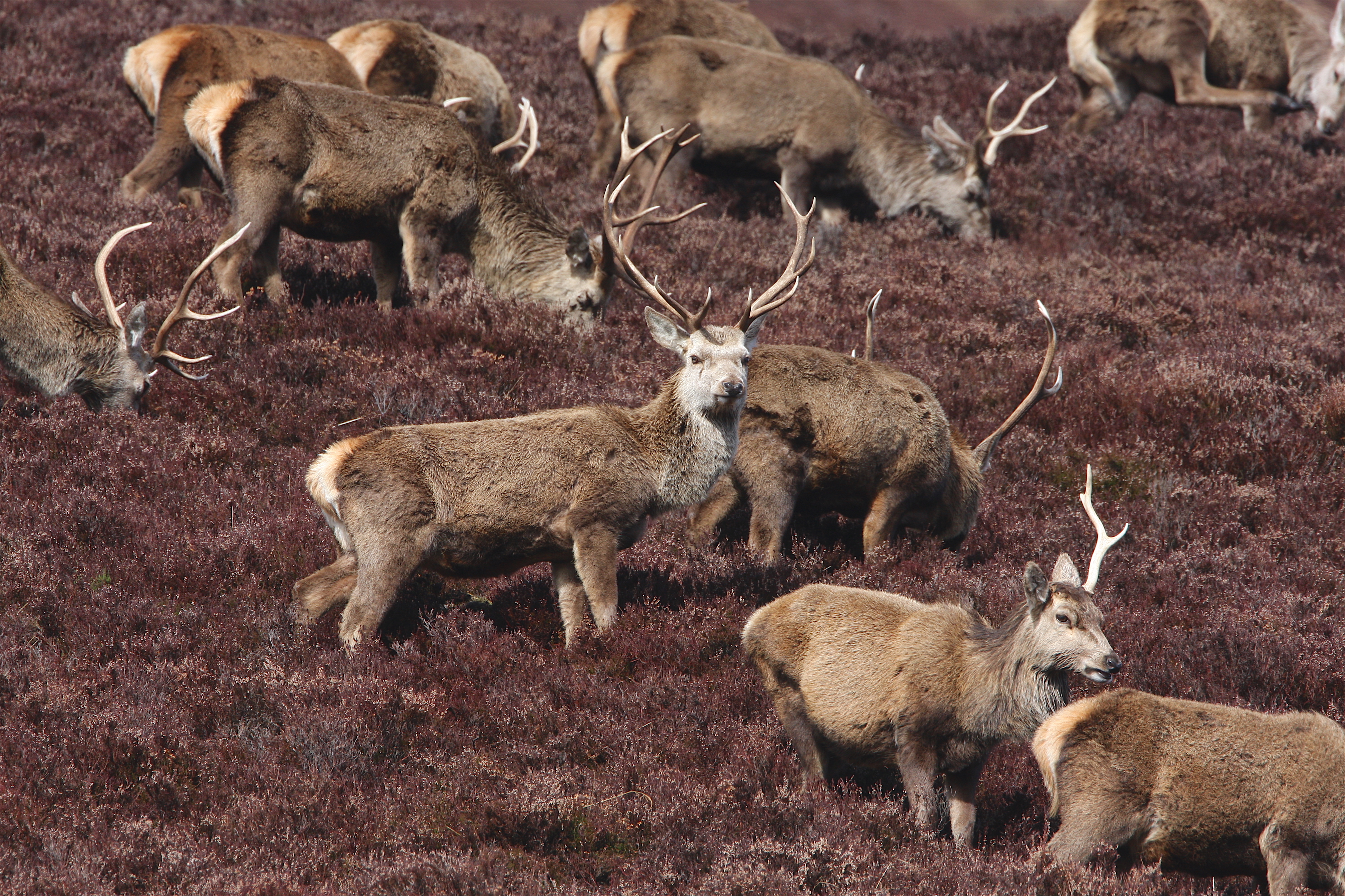 Scottish Gamekeepers are polling members to see if issues regarding access are worse now for deer managers