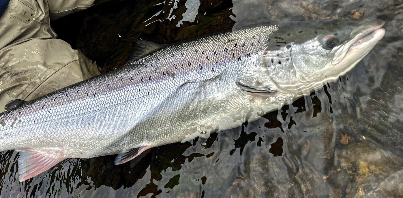 The SGA Fishing Group has tabled an amendment on  Scotland's Wild Salmon Strategy