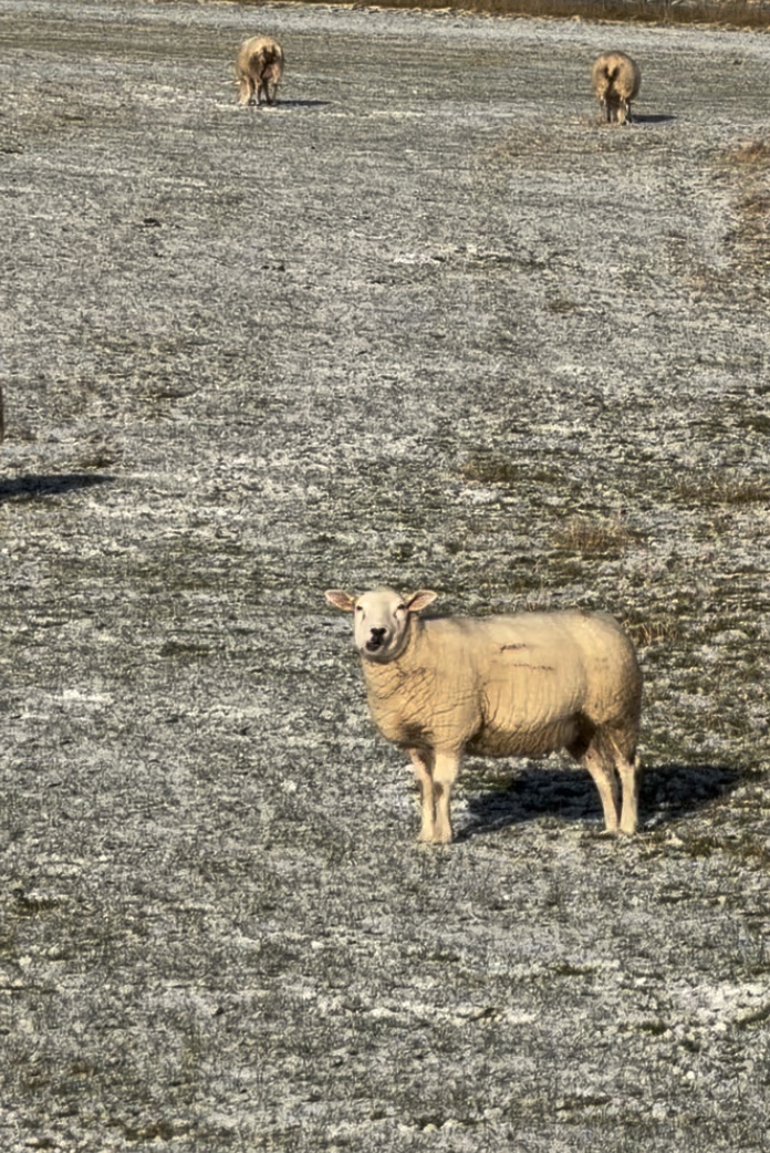 NSA Scotland and SGA are uniting to send a message regarding Lynx reintroduction to Scotland