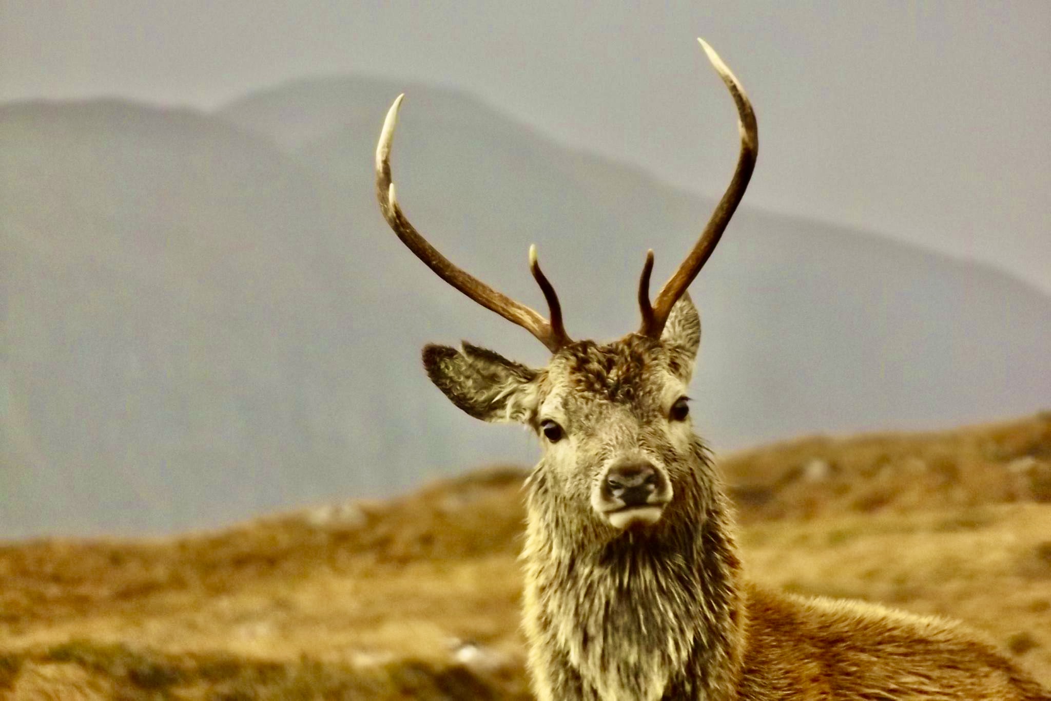 Scottish Gamekeepers want to know if the pressures of access have changed for deer managers since lockdown