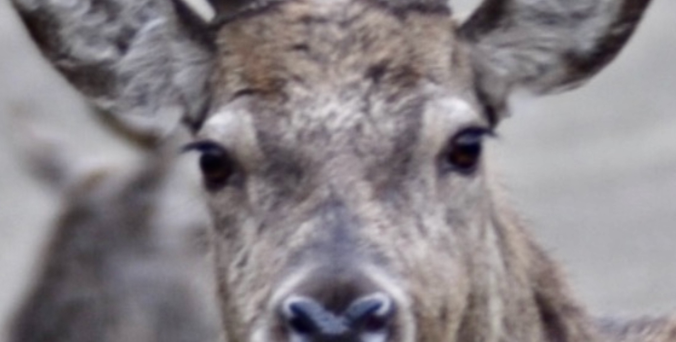 Scottish Gamekeepers Association wants to know if deer managers are encountering more irresponsible public access
