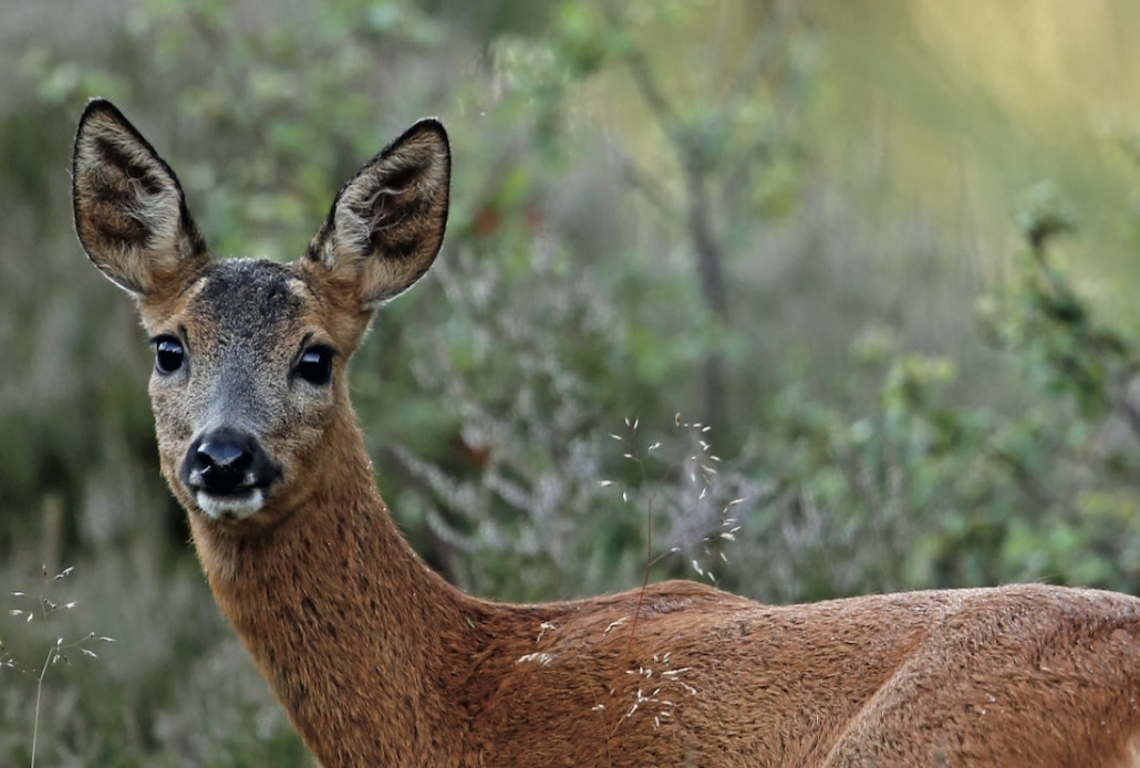 SGA latest news photo