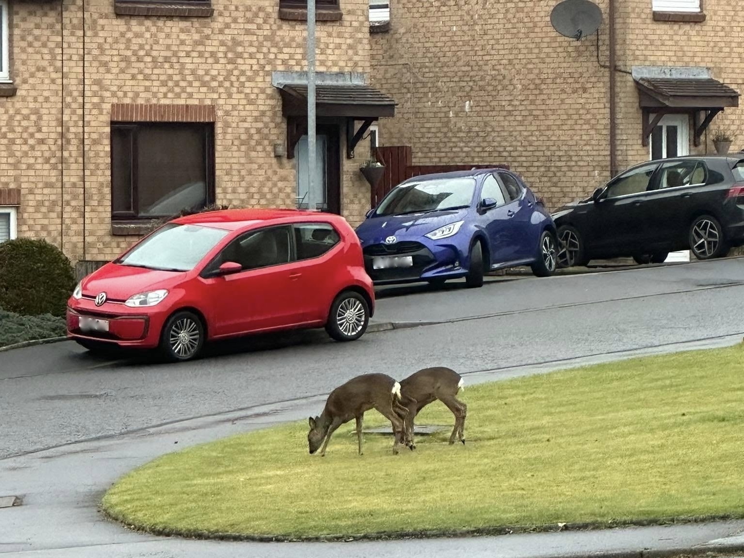 Scotland's gamekeepers say urban deer management must become a Scottish Government priority