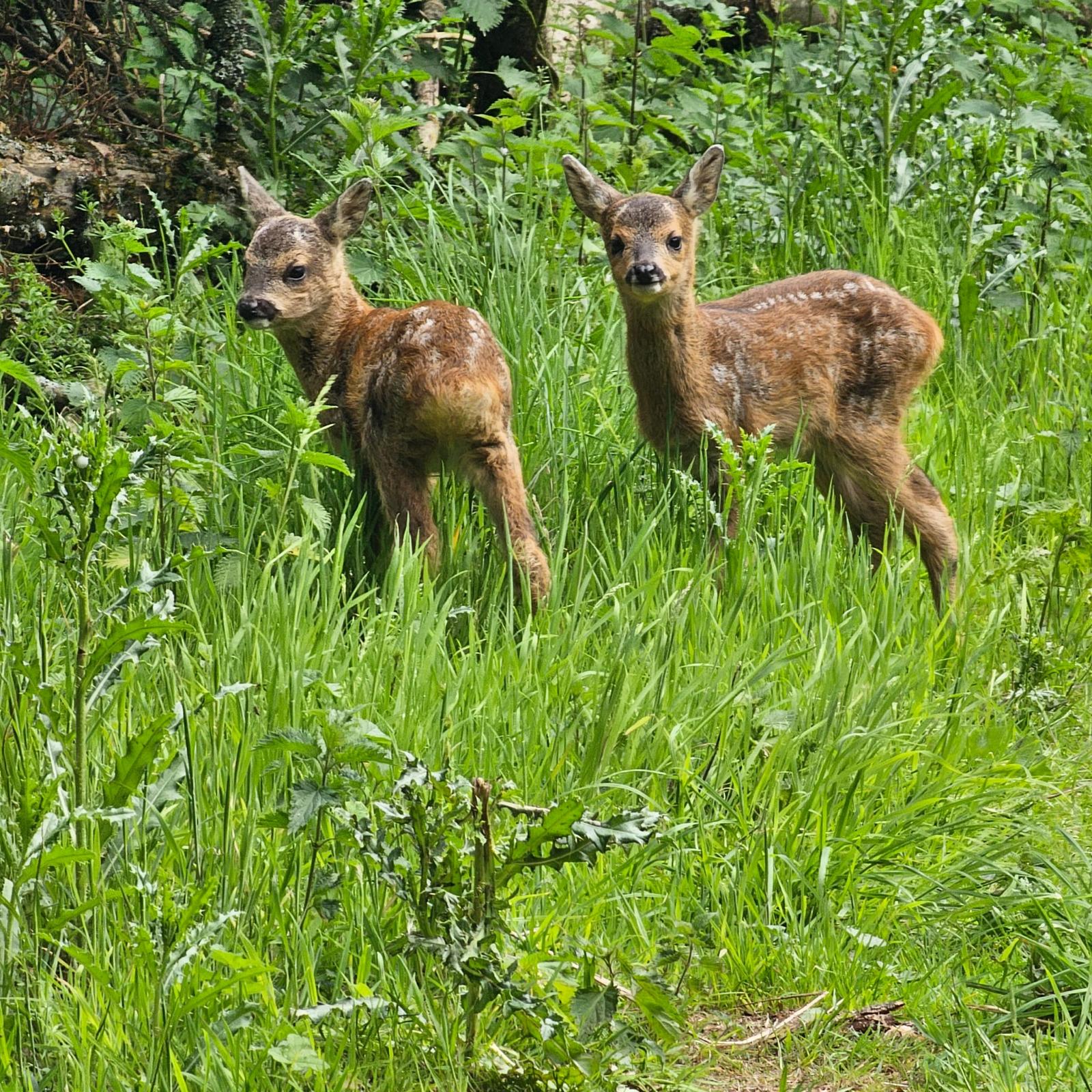 Deer management will be a key focus of the next Parliament say Scotland's gamekeepers